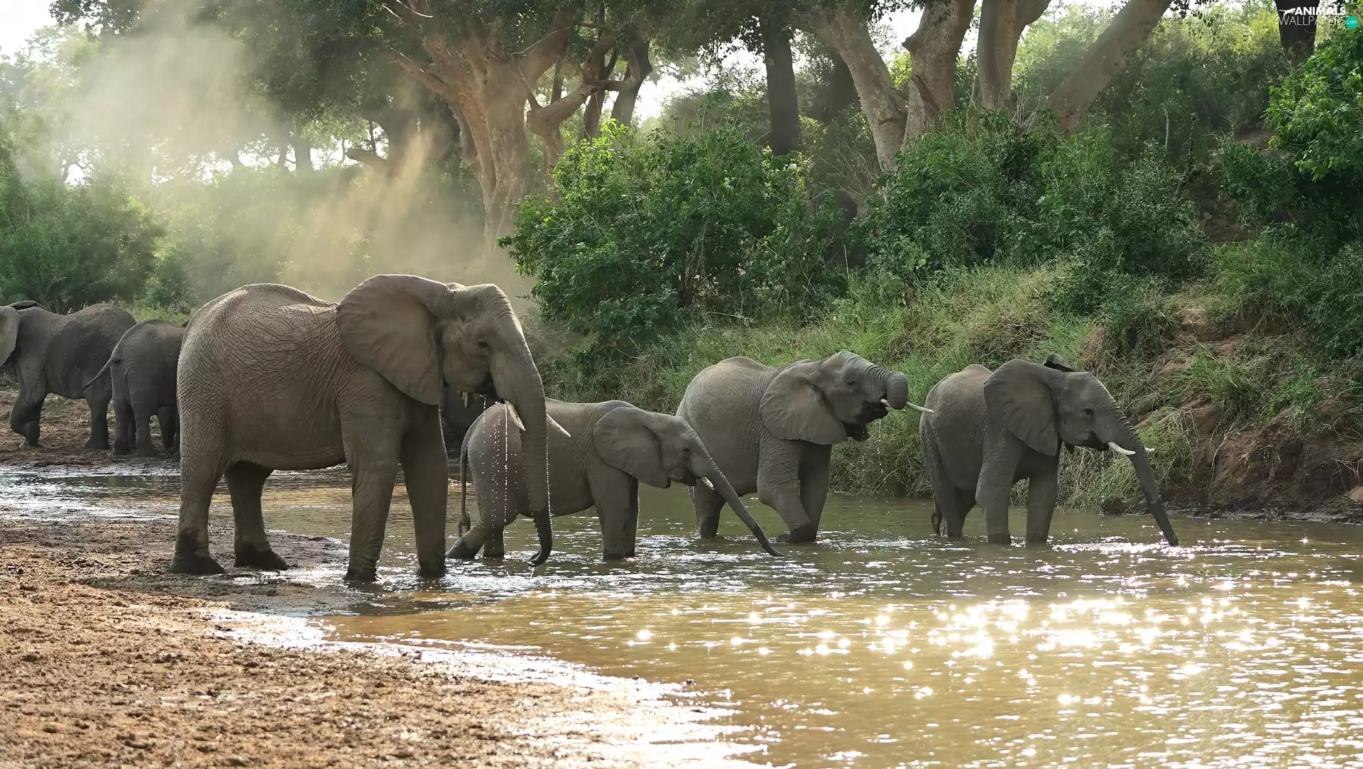 trees, viewes, herd, River, Elephants