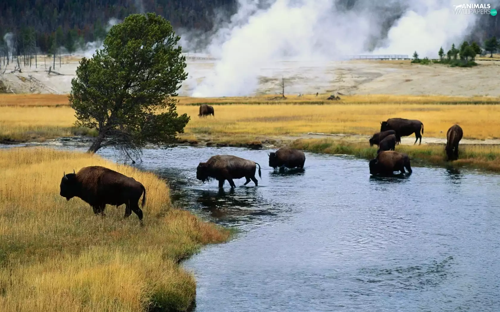 River, bison, trees, viewes, Meadow, herd