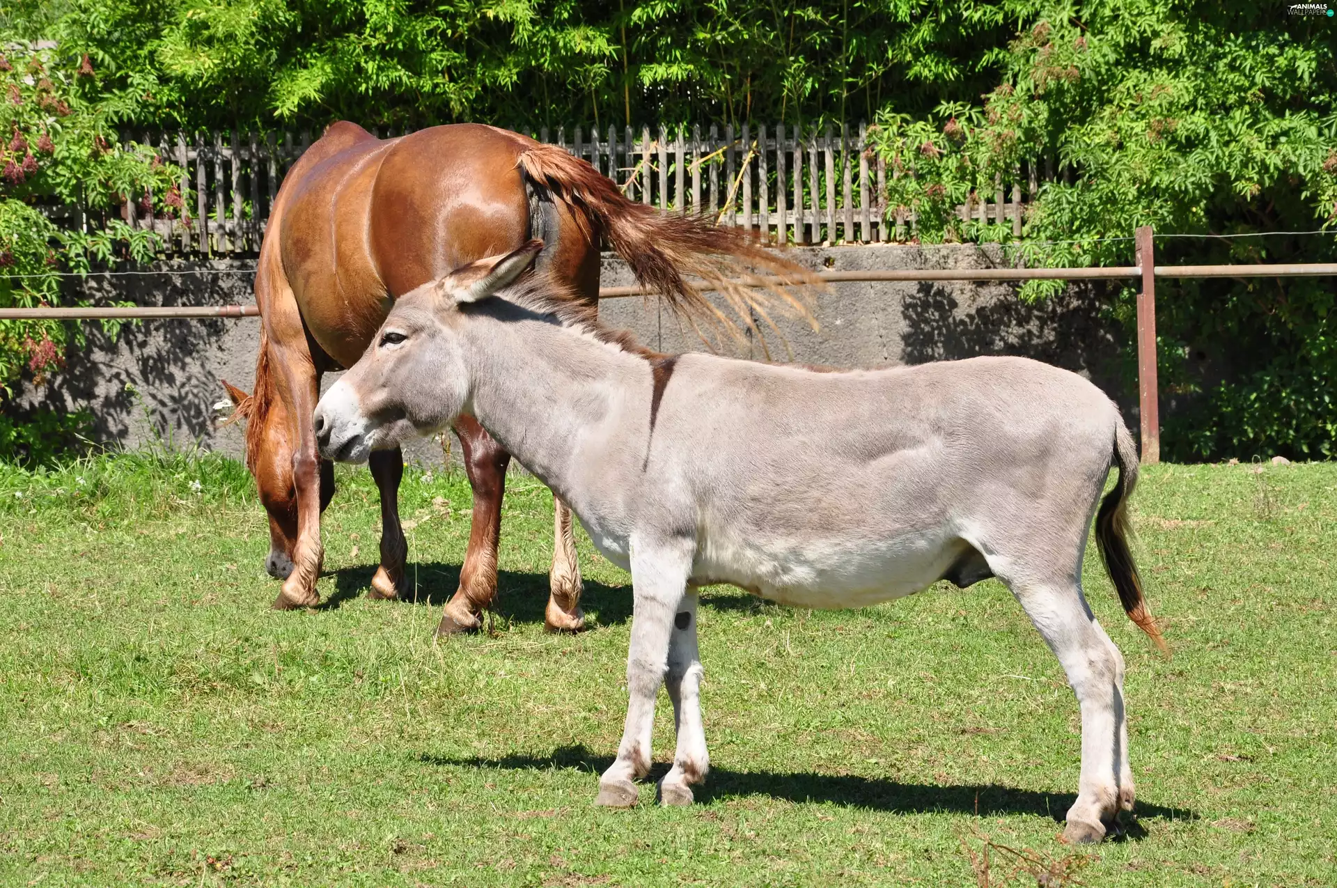 trees, viewes, Horse, grass, donkey