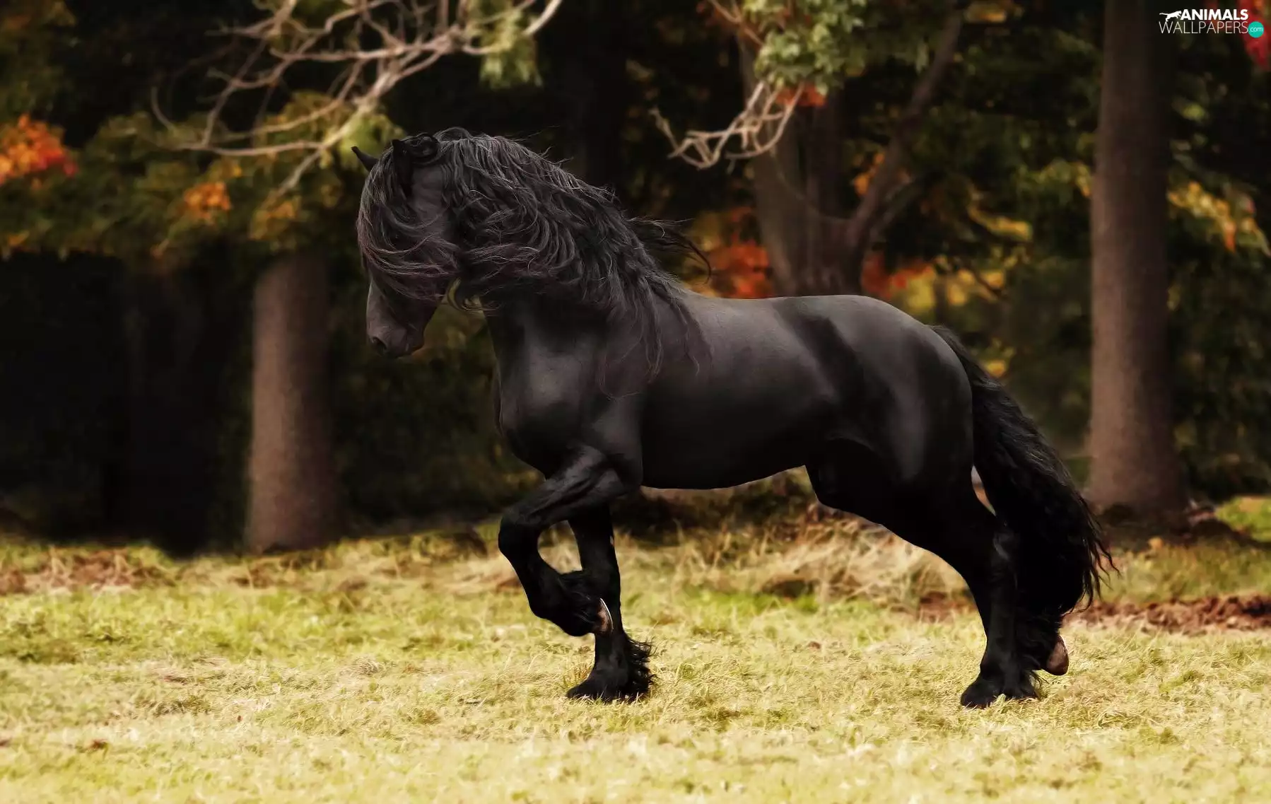 trees, viewes, Horse, mane, Penalties