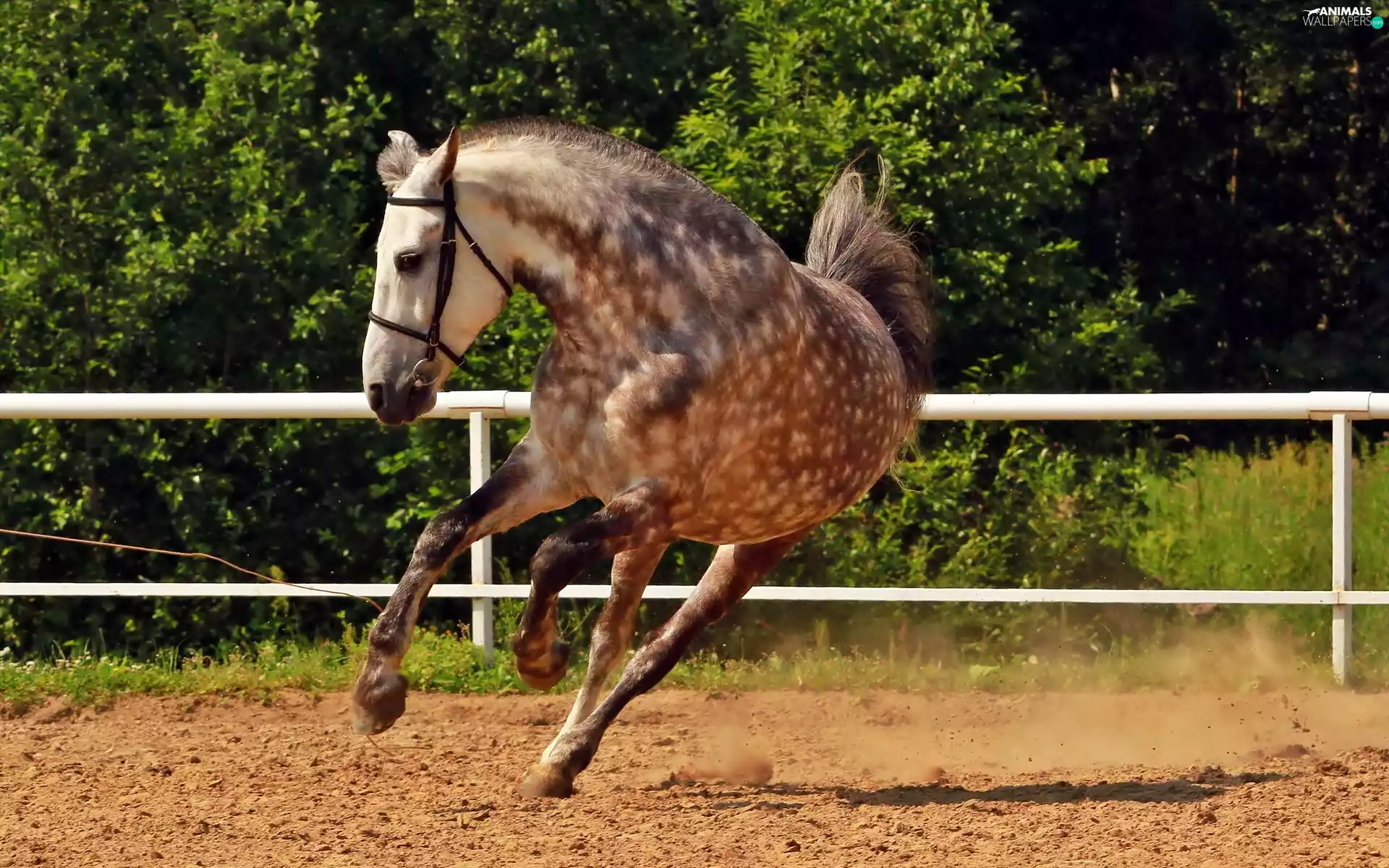 trees, viewes, Horse, fence, Riotous