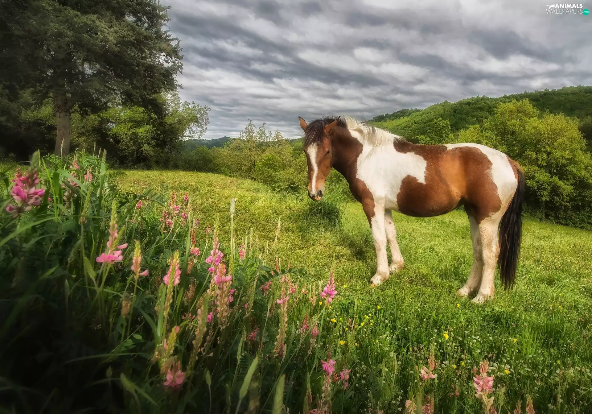 Meadow, pinto, trees, viewes, lupine, Horse
