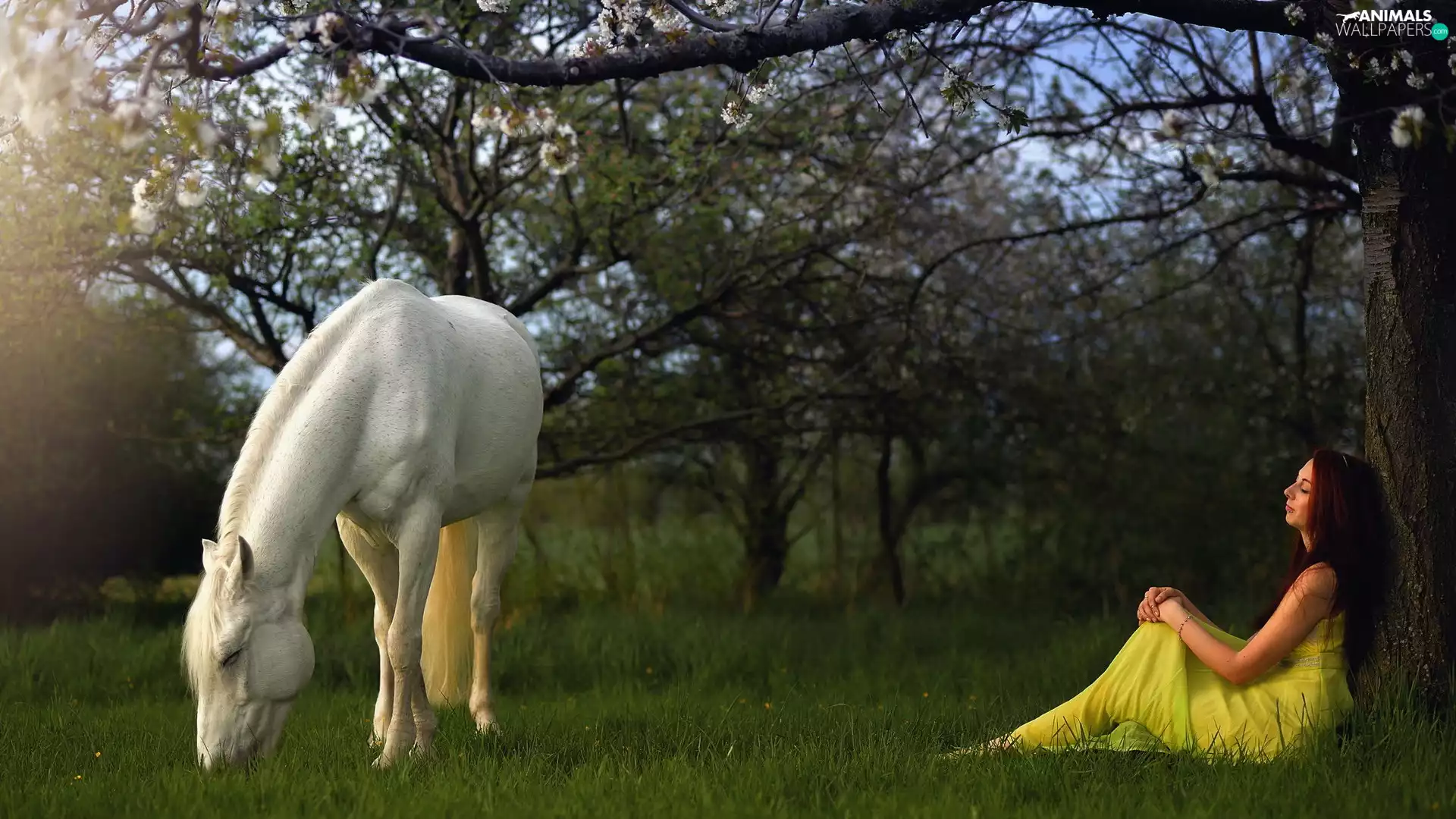grass, trees, Horse, viewes, Park, White, Women
