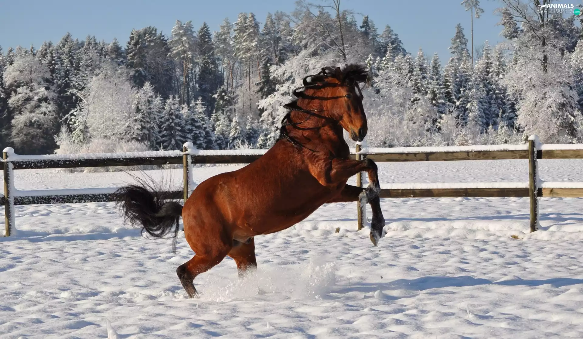 trees, viewes, Horse, Snowy, winter