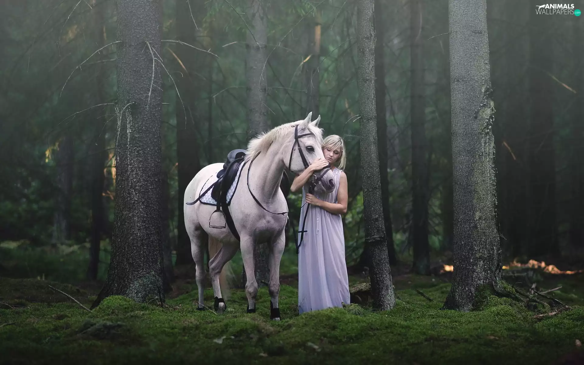 trees, viewes, Horse, forest, Women