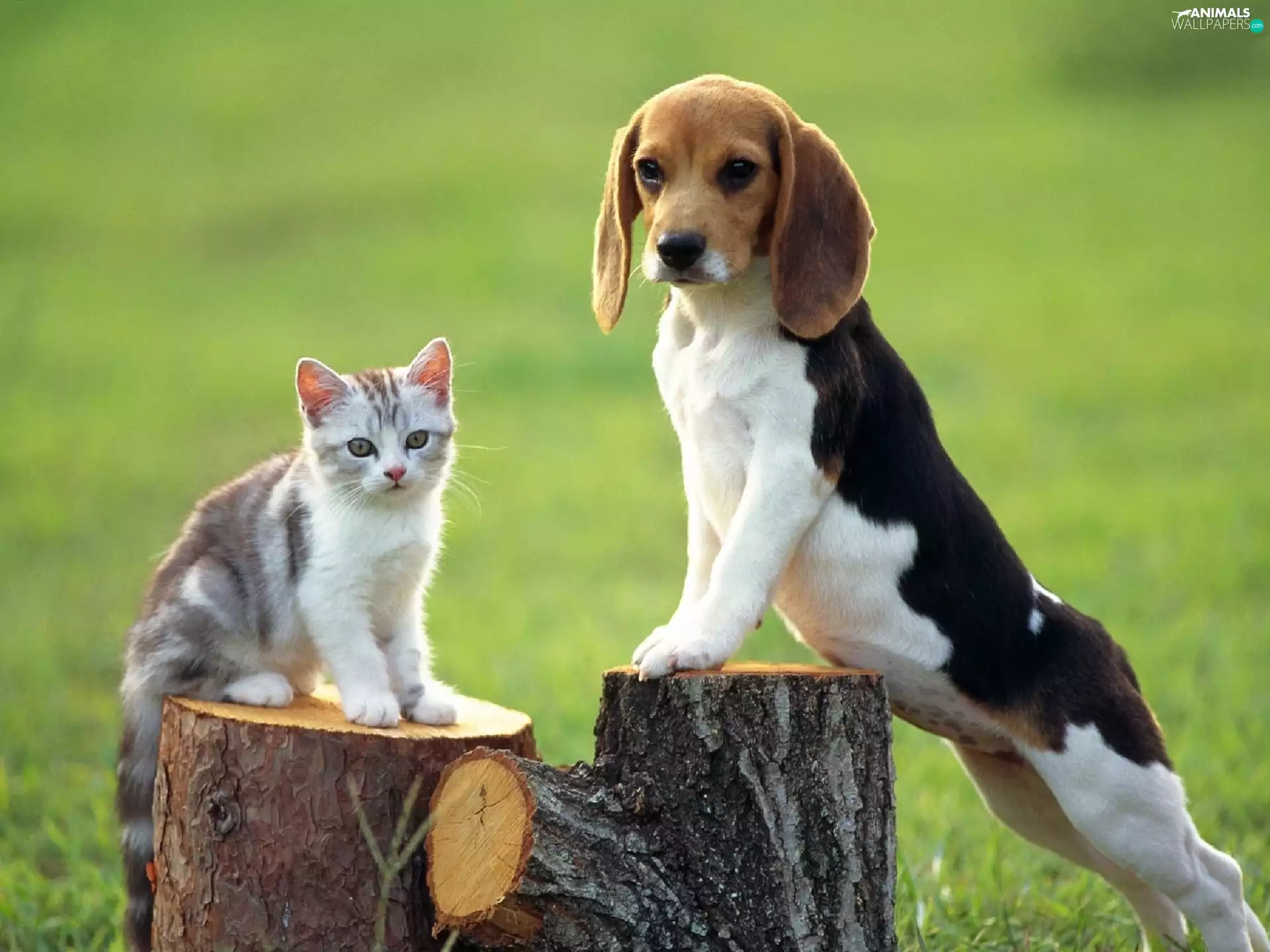 trees, viewes, kitten, Stems, doggy