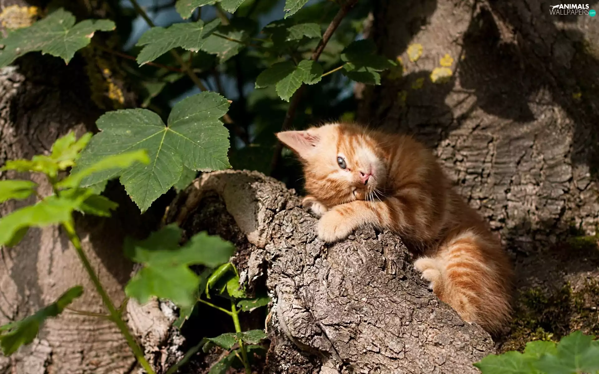 trees, viewes, kitten, forest, honeyed