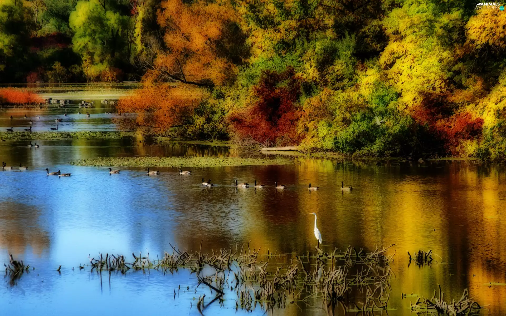 trees, viewes, lake, ducks, autumn
