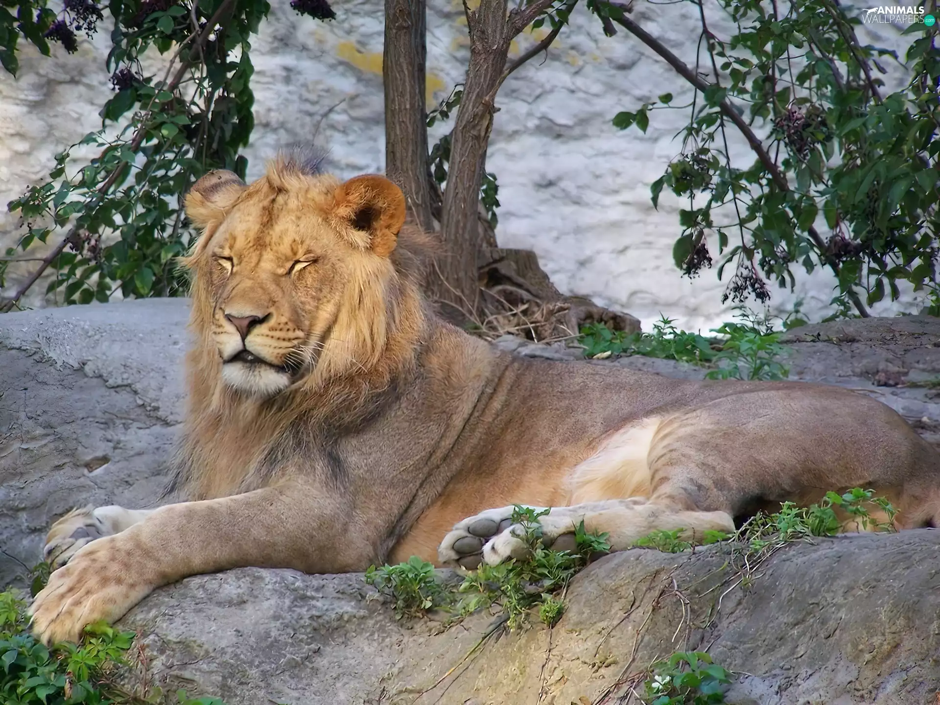 trees, viewes, Lion, Rocks, sleepy