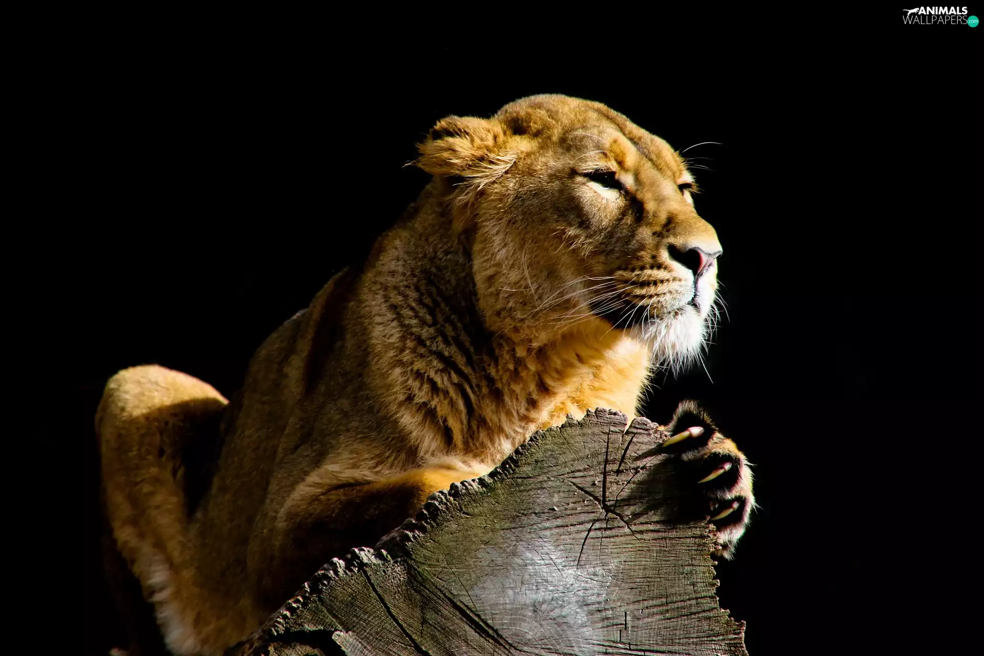 trees, viewes, Lioness, trunk, Lion