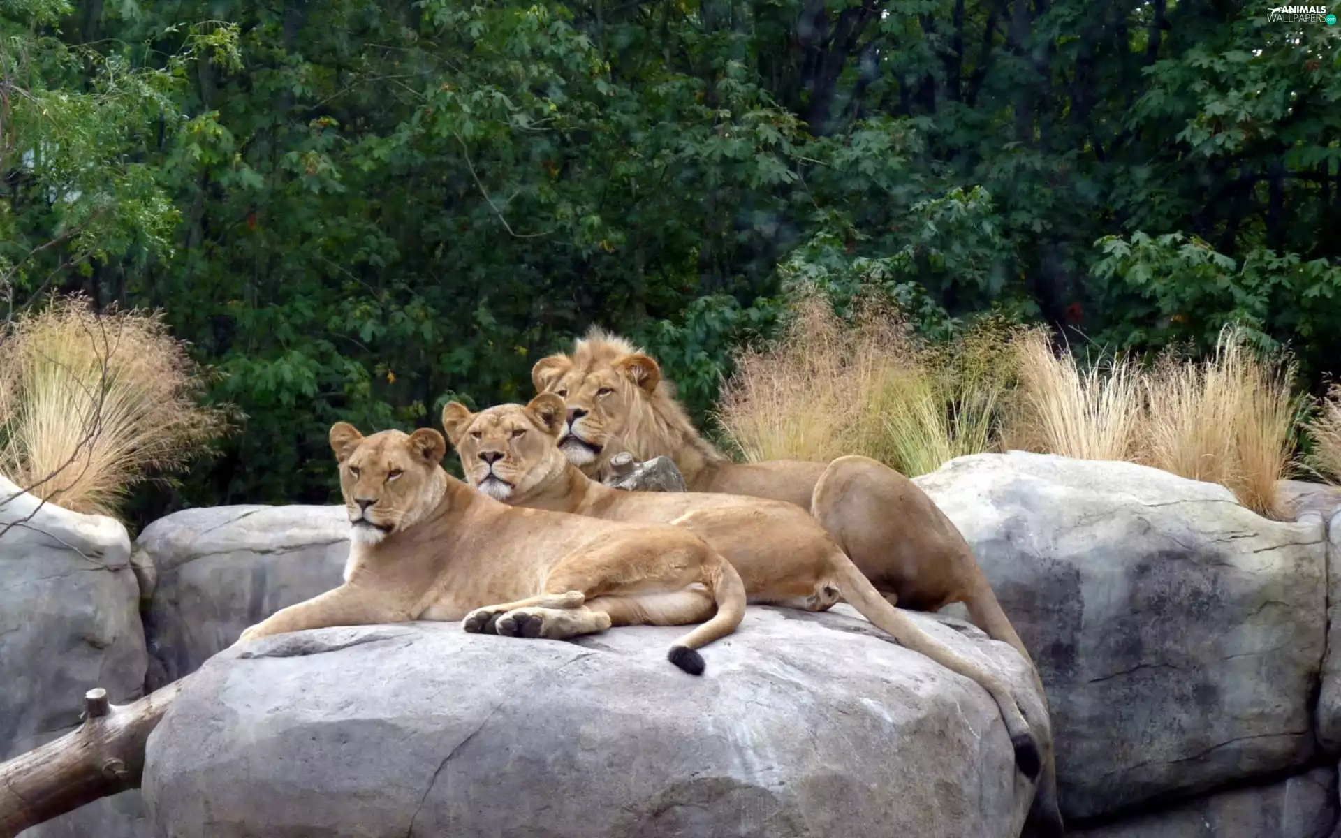 Lion, Two, trees, viewes, rocks, lionesses