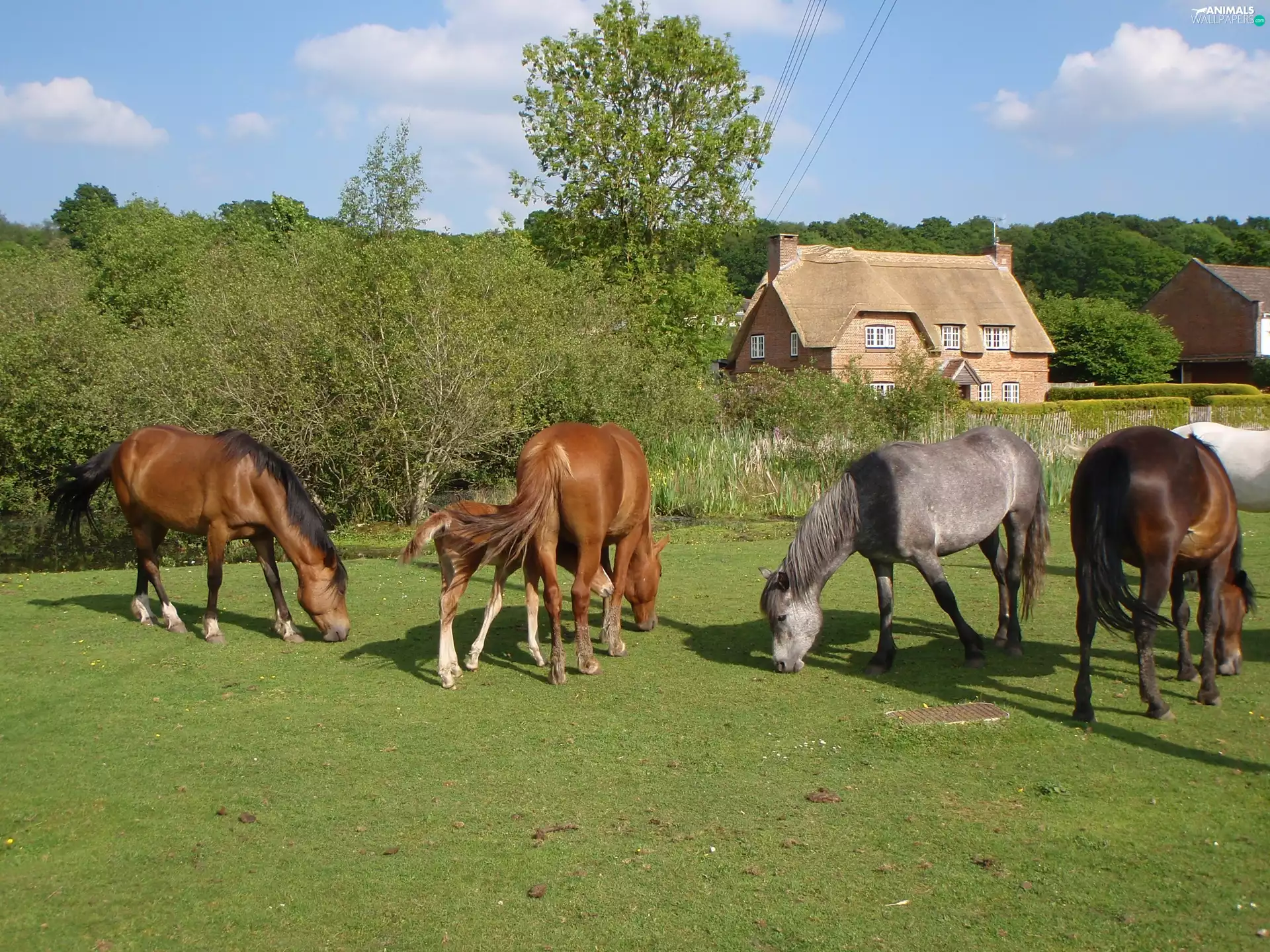 trees, viewes, Meadow, Houses, bloodstock