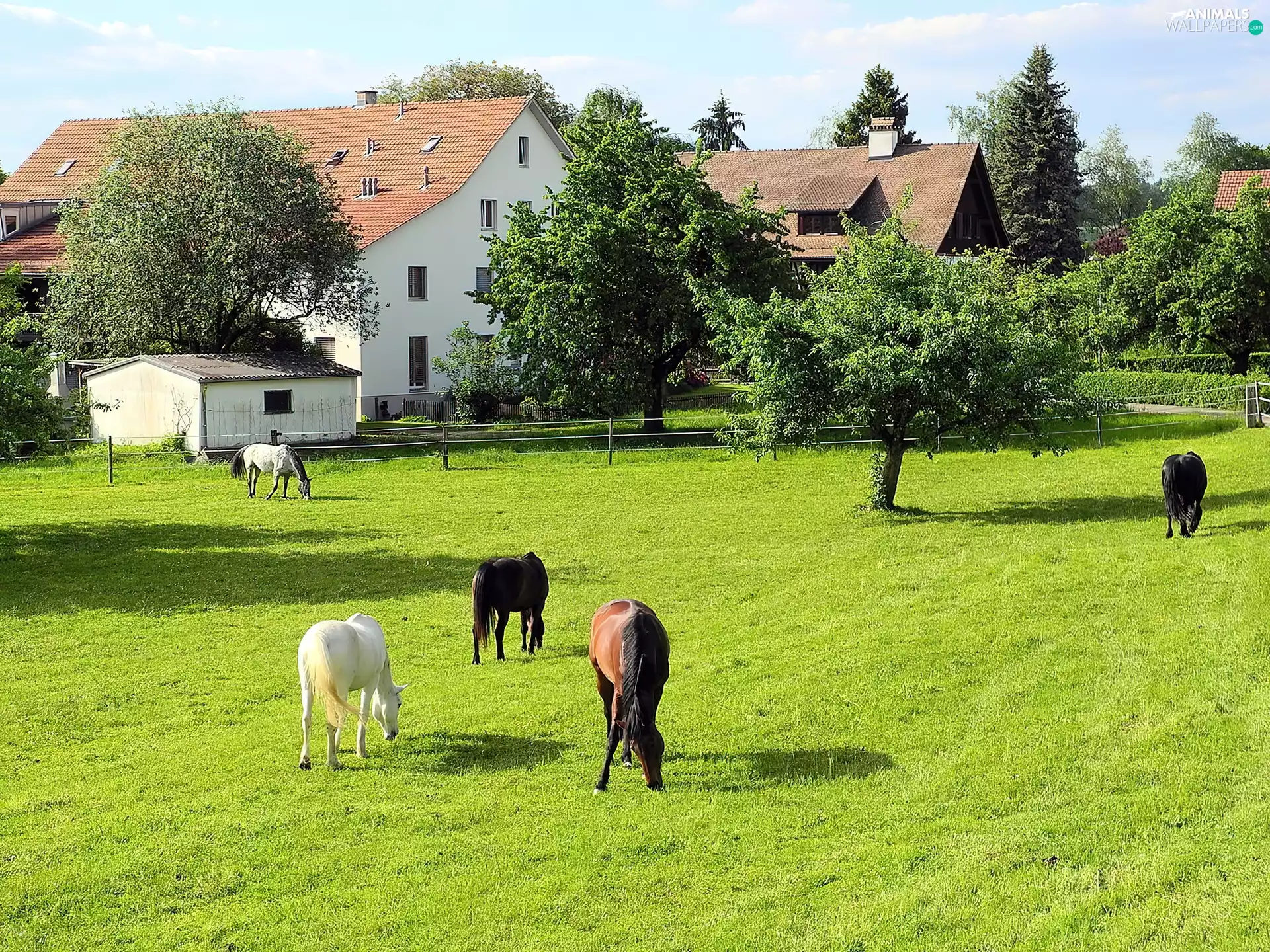 trees, viewes, Meadow, Houses, bloodstock