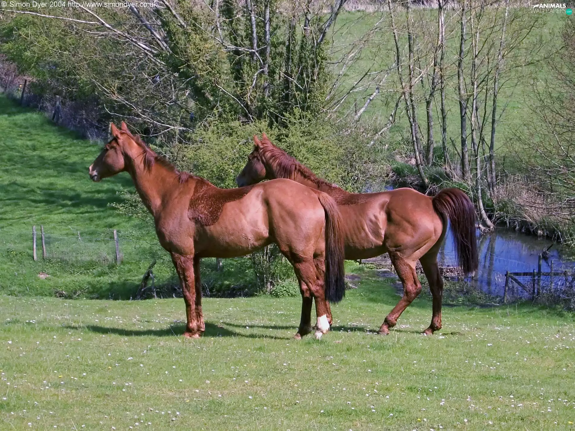 trees, viewes, Meadow, water, bloodstock