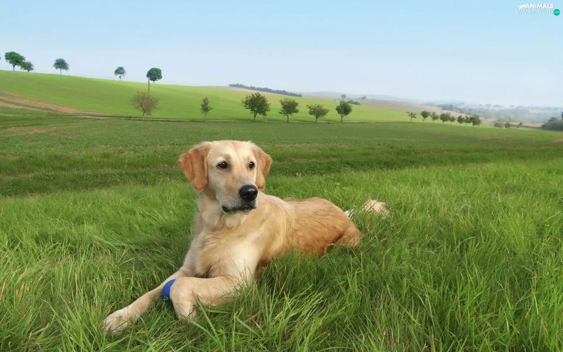 trees, viewes, Meadow, field, dog