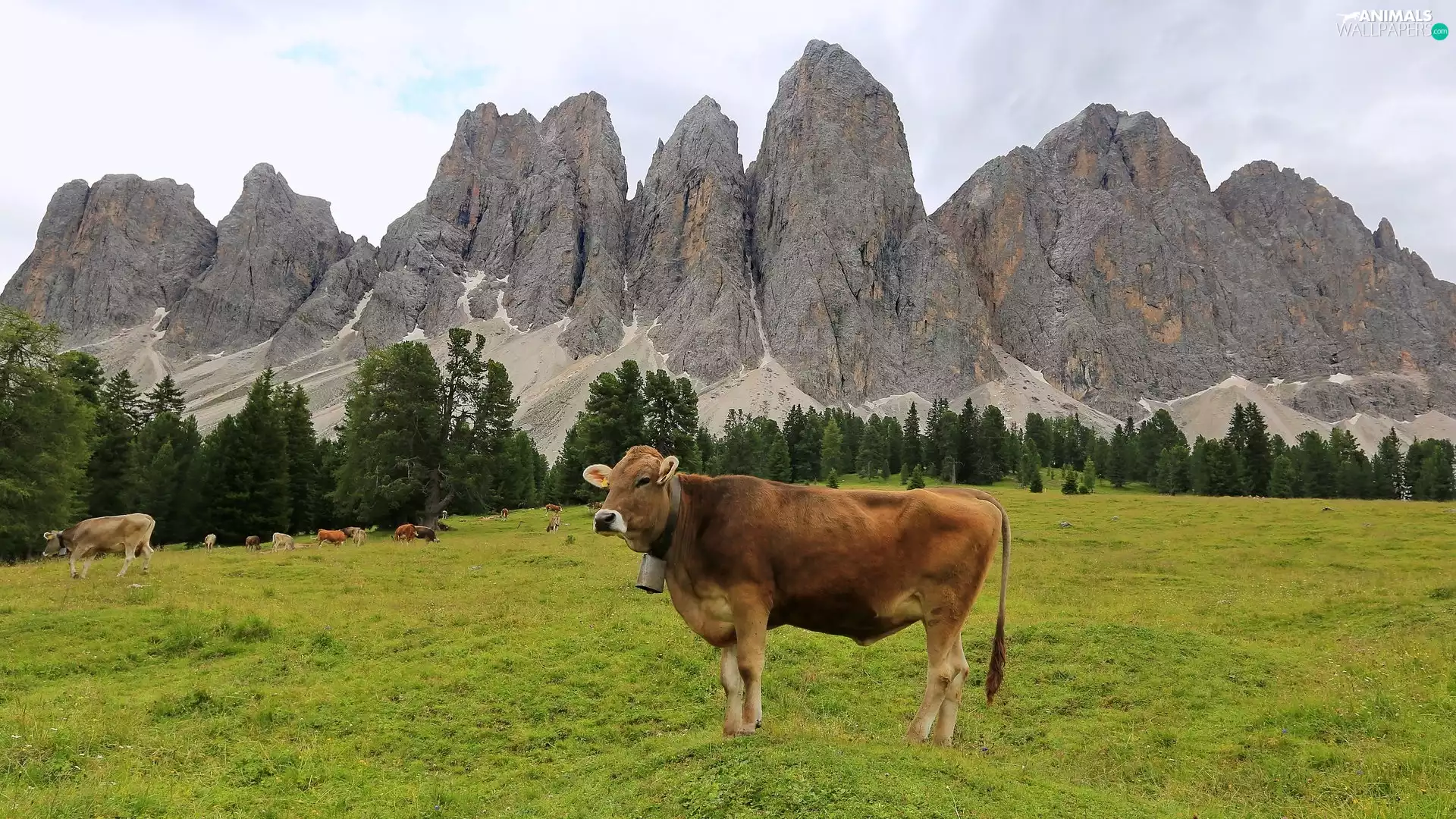 trees, viewes, Meadow, Cows, Mountains