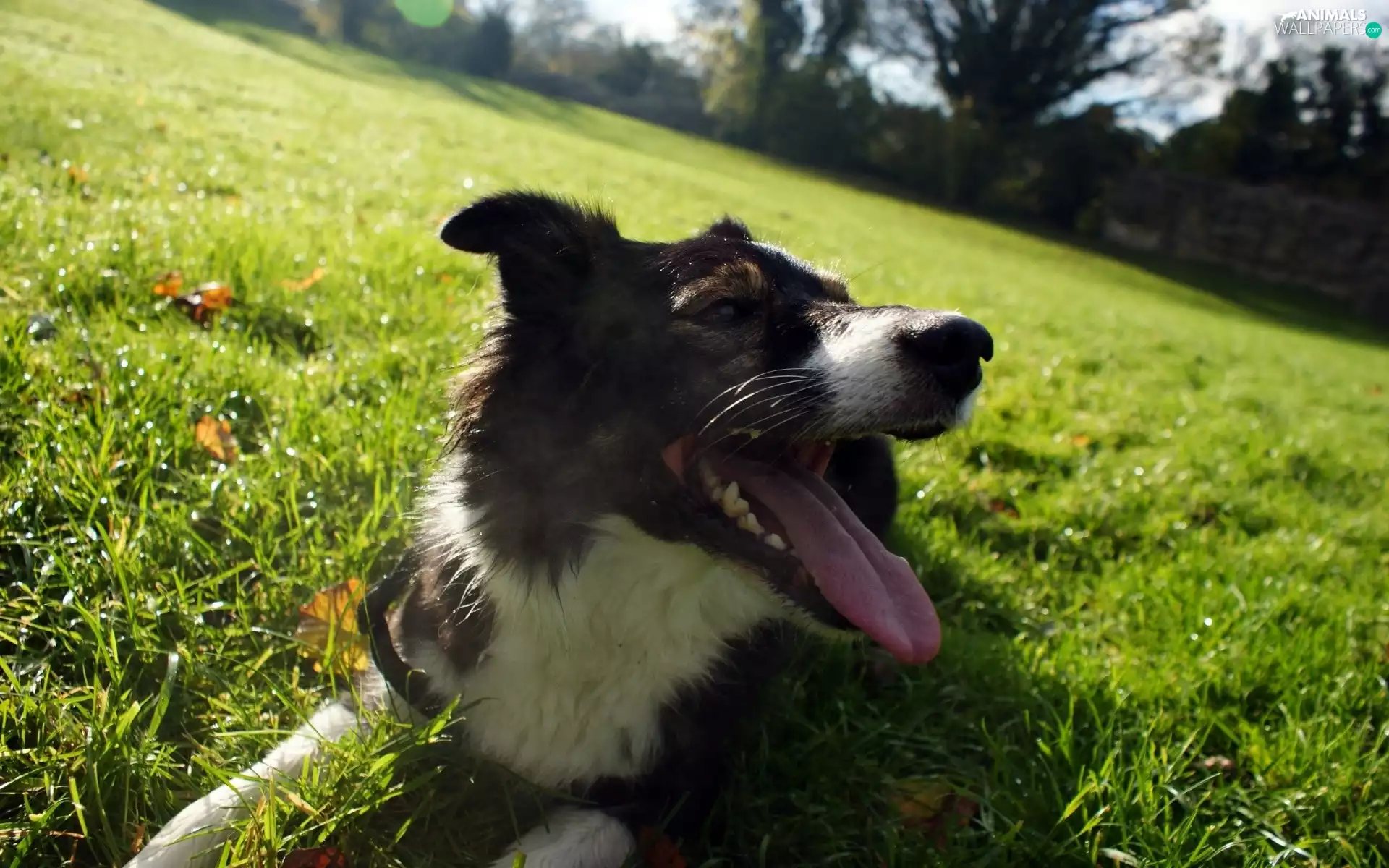 Tounge, dog, trees, viewes, Meadow, outstanding