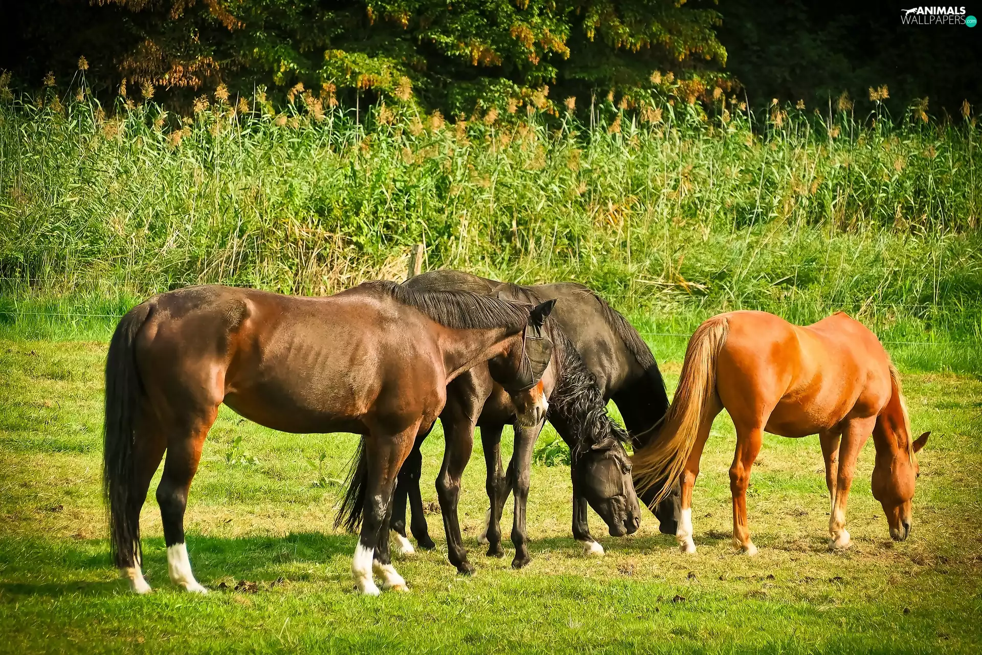 trees, viewes, pasture, grass, bloodstock