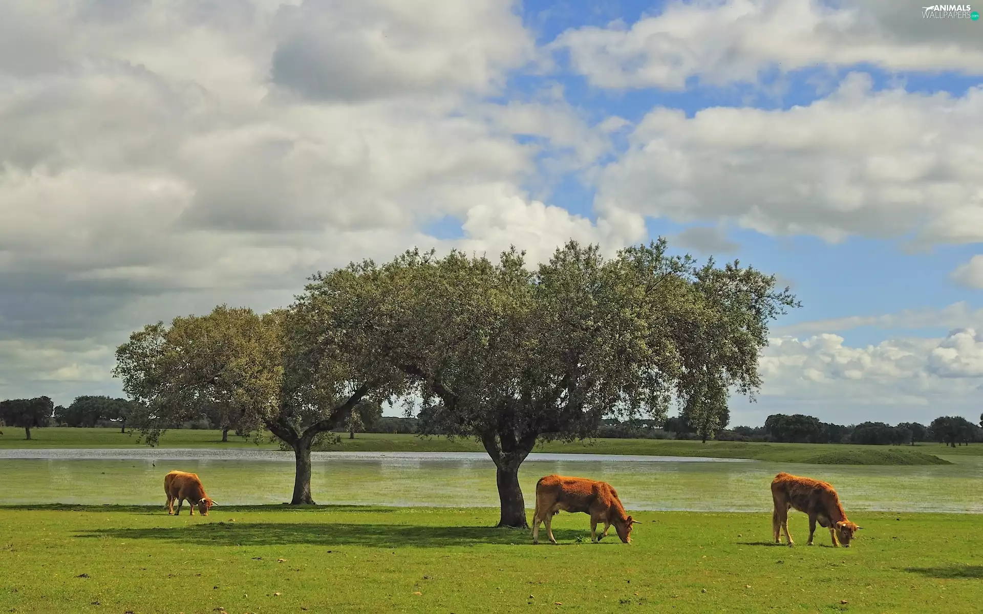 trees, viewes, pasture, River, Cows