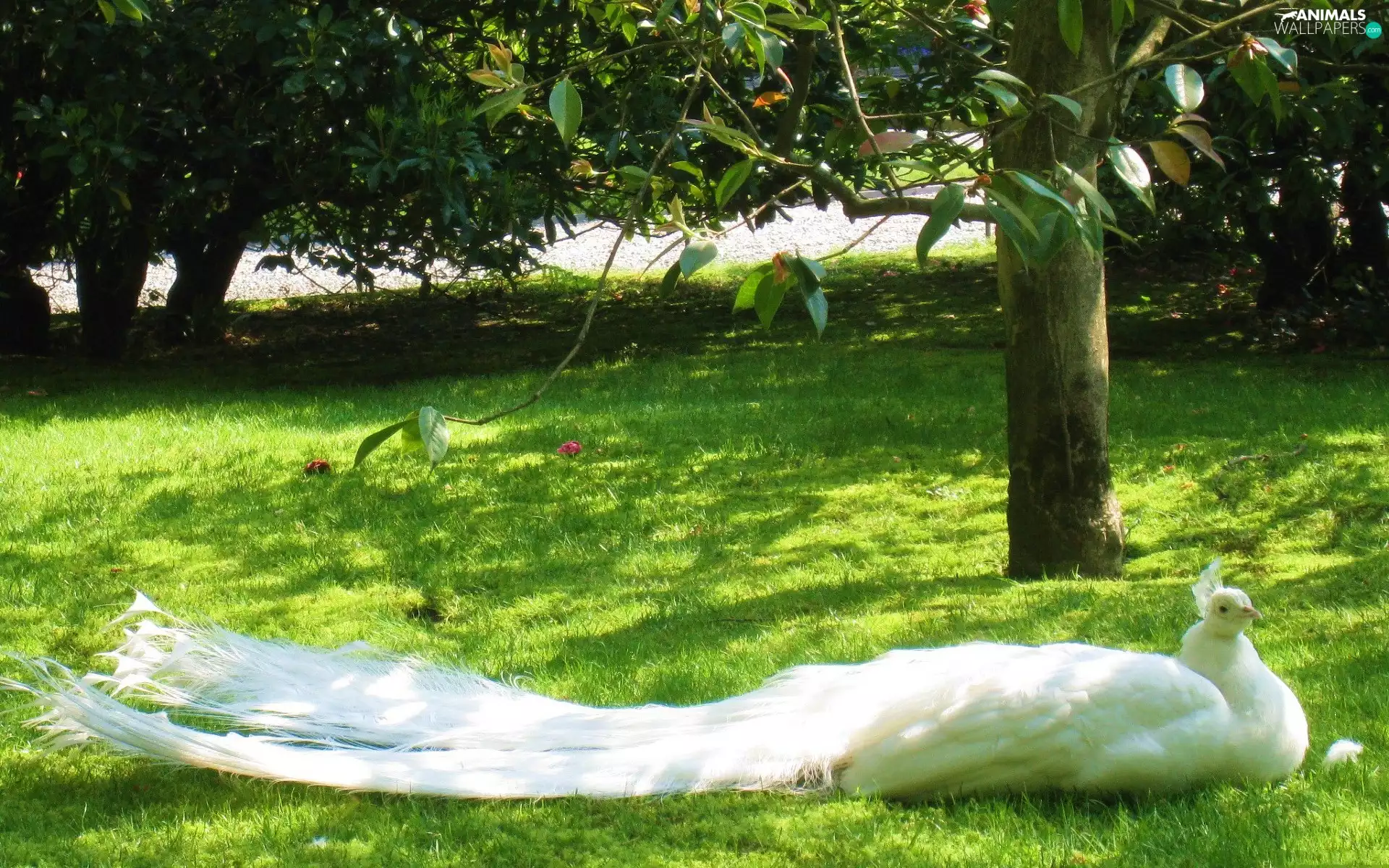 trees, viewes, peacock, Park, White