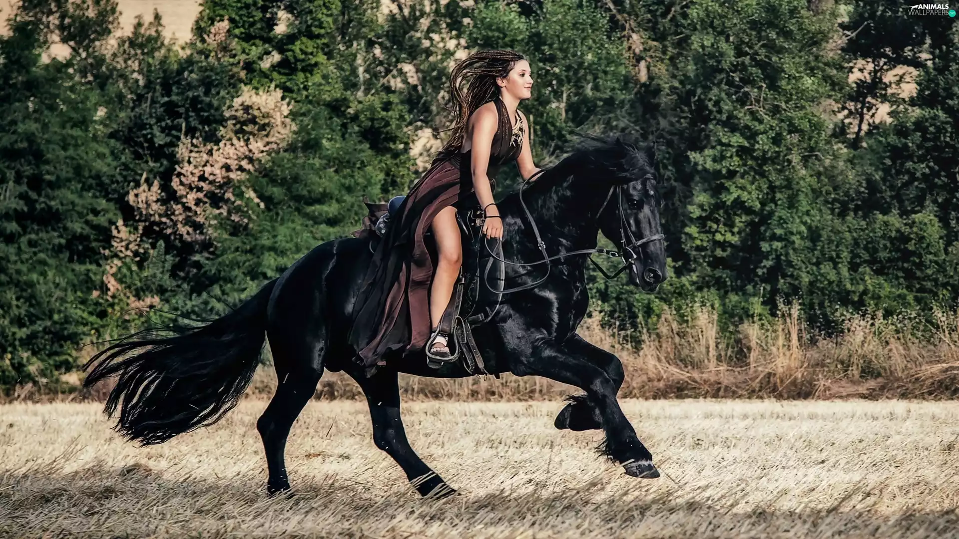 Horse, Women, trees, viewes, Field, Penalties