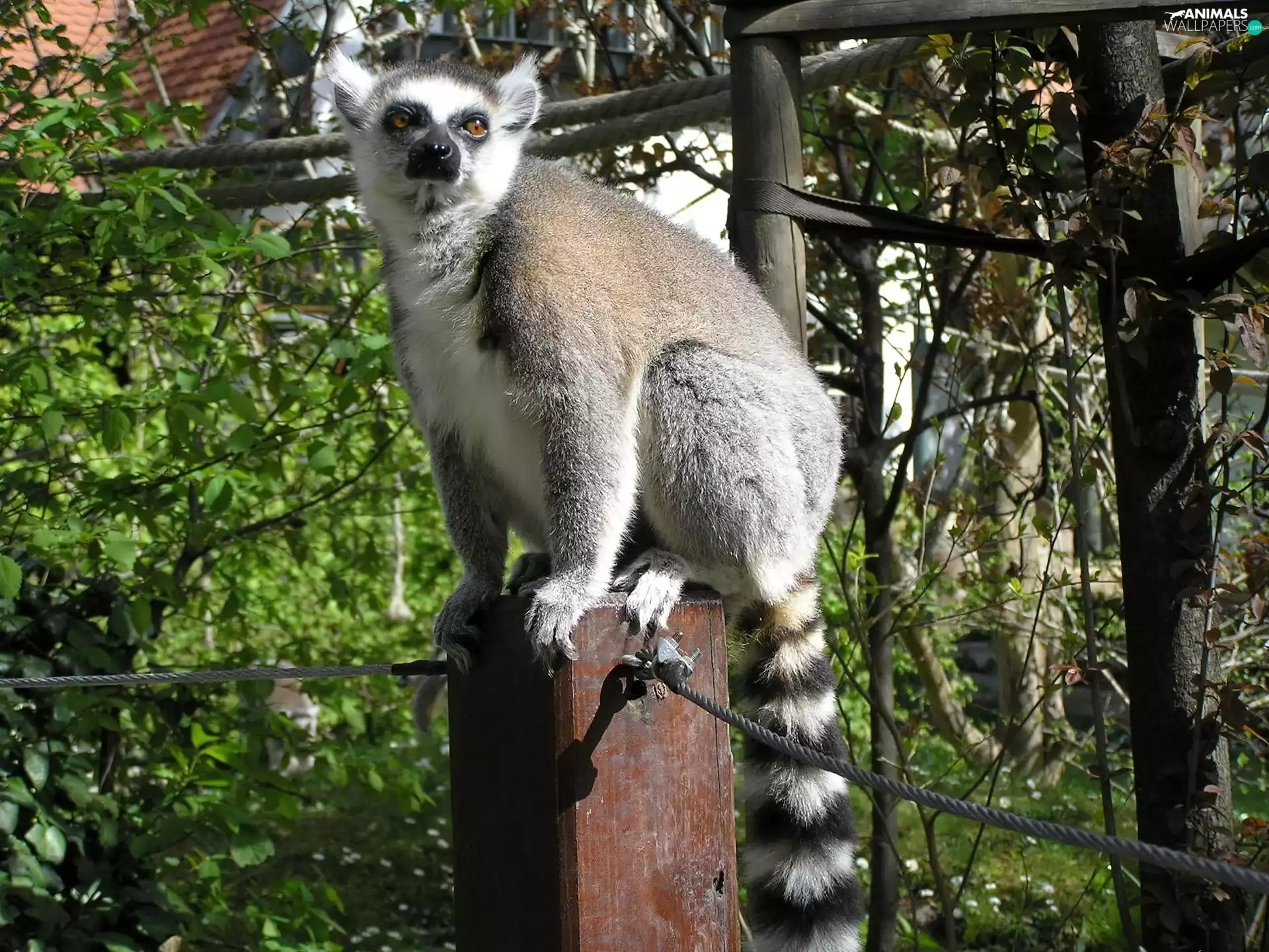 trees, viewes, post, ropes, lemur