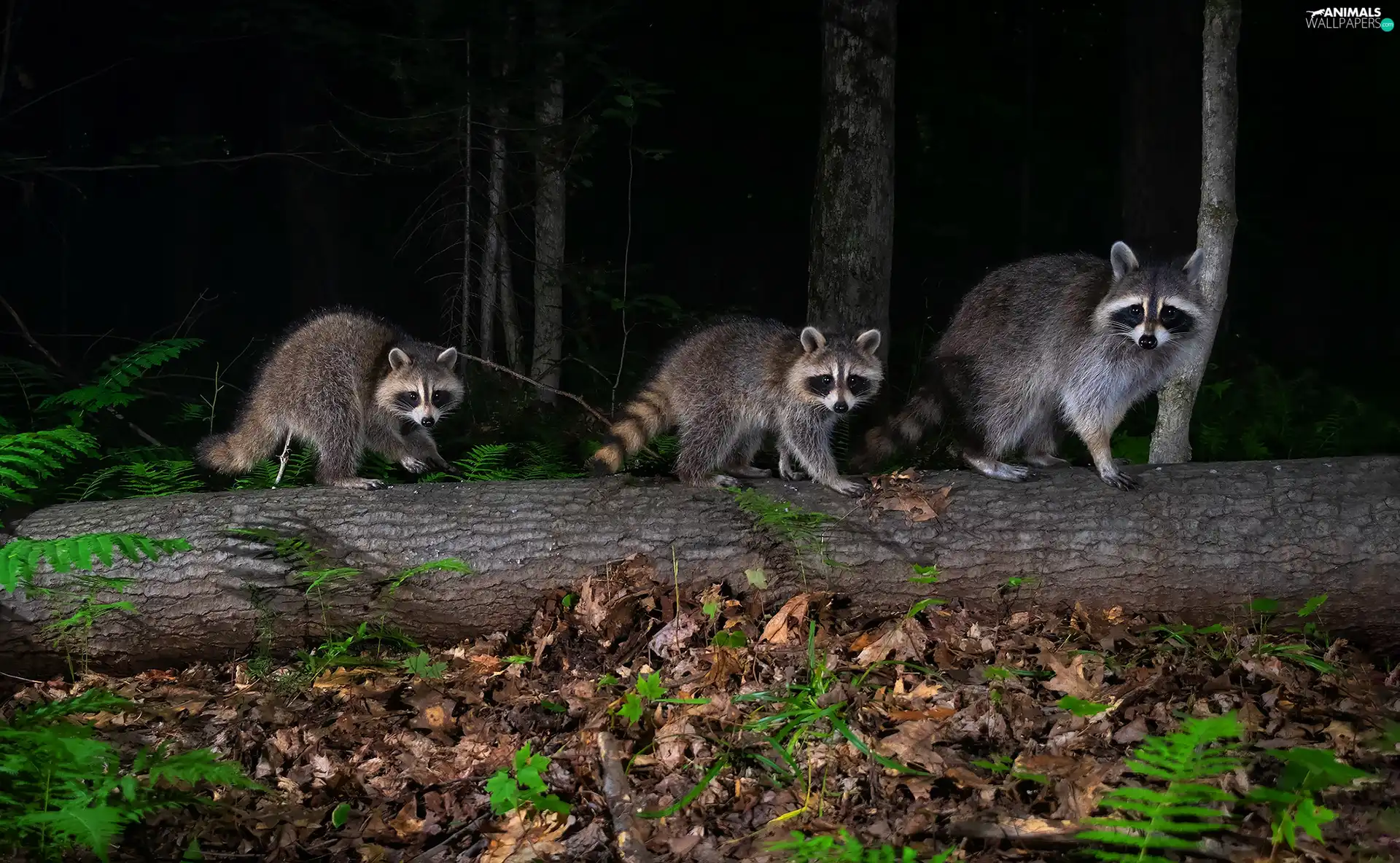 trees, viewes, Raccoons, forest, Three