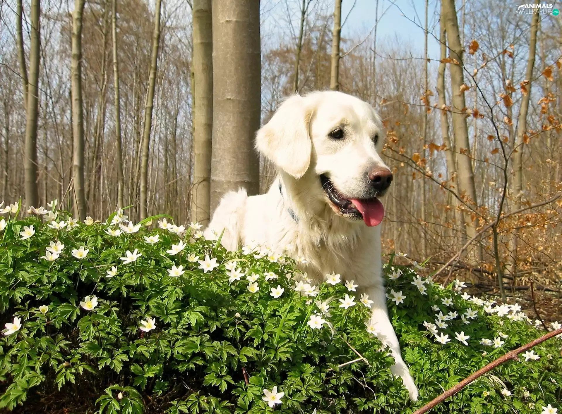 trees, viewes, retriever, Flowers, golden