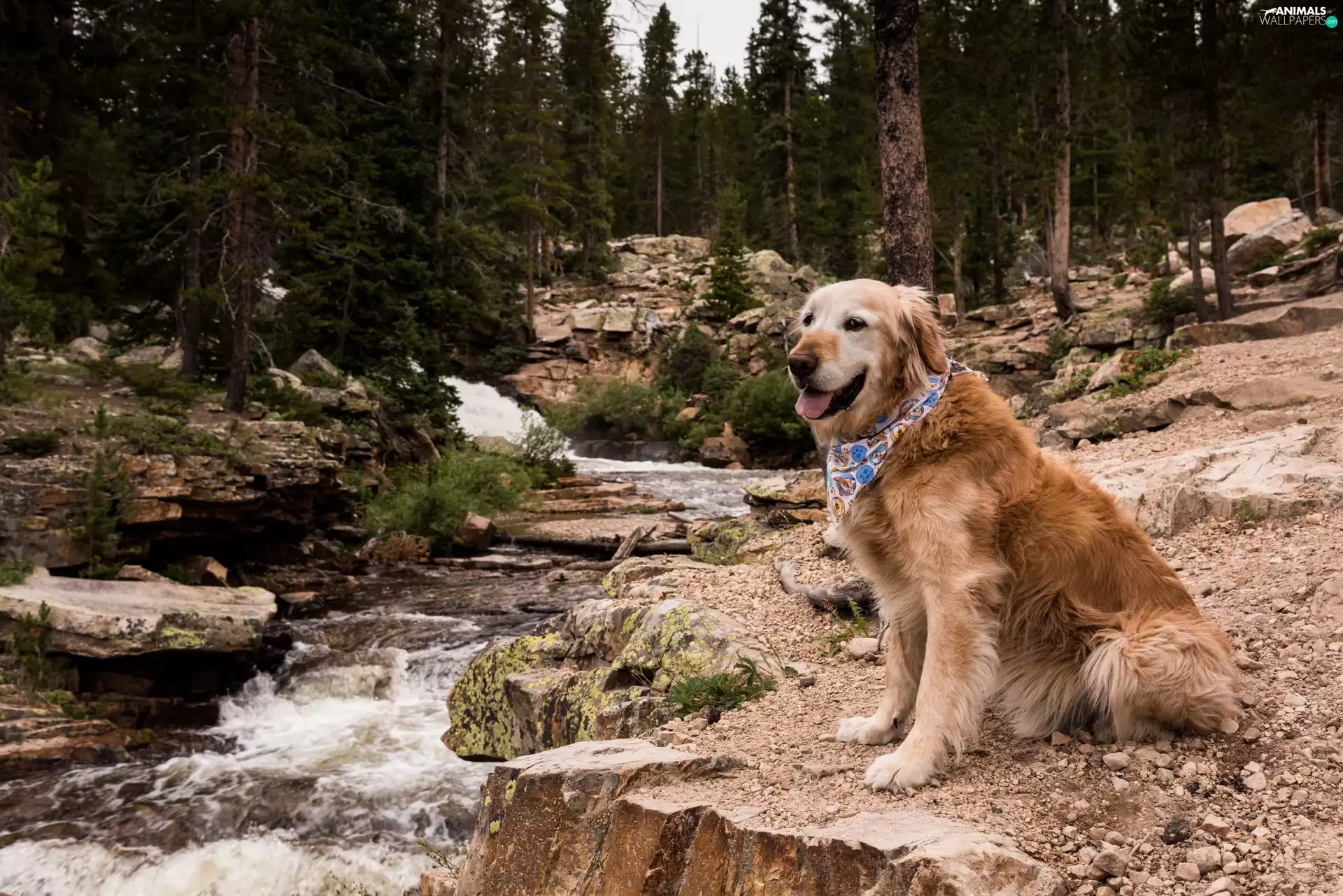 Stones, Golden Retriever, trees, River, dog, forest, viewes