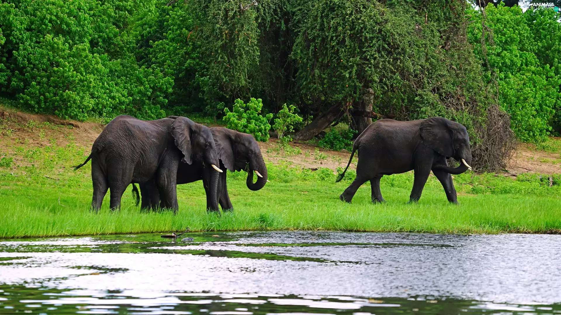 trees, viewes, River, forest, Elephants