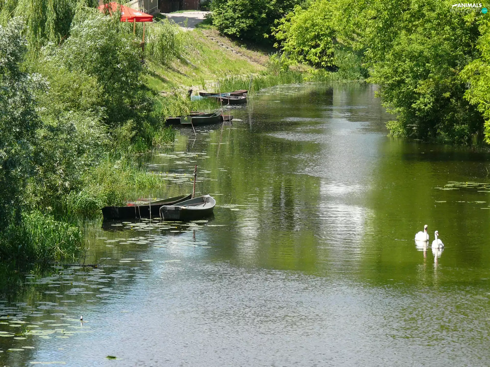 Swan, summer, trees, viewes, Boats, River
