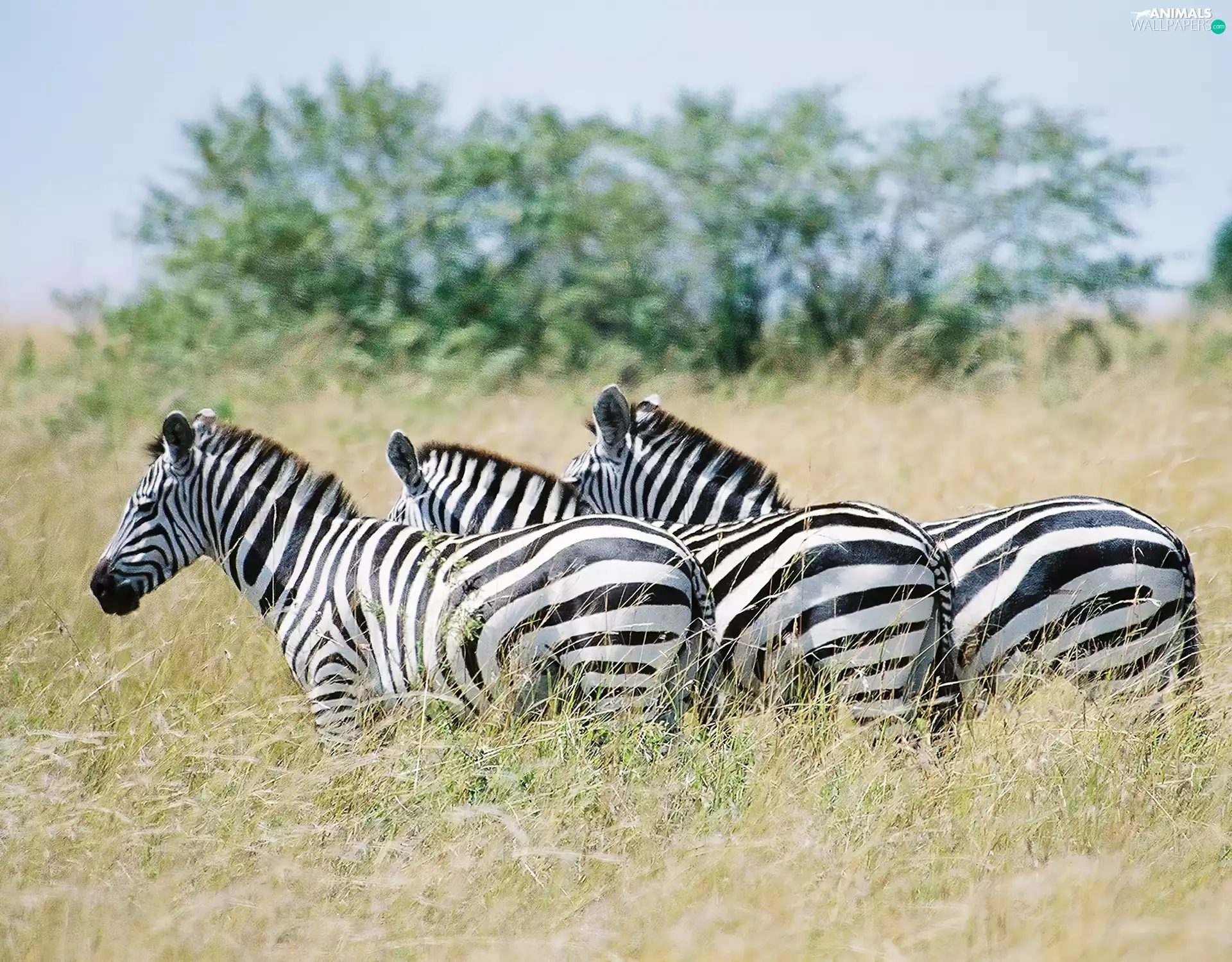trees, viewes, savanna, grass, zebra
