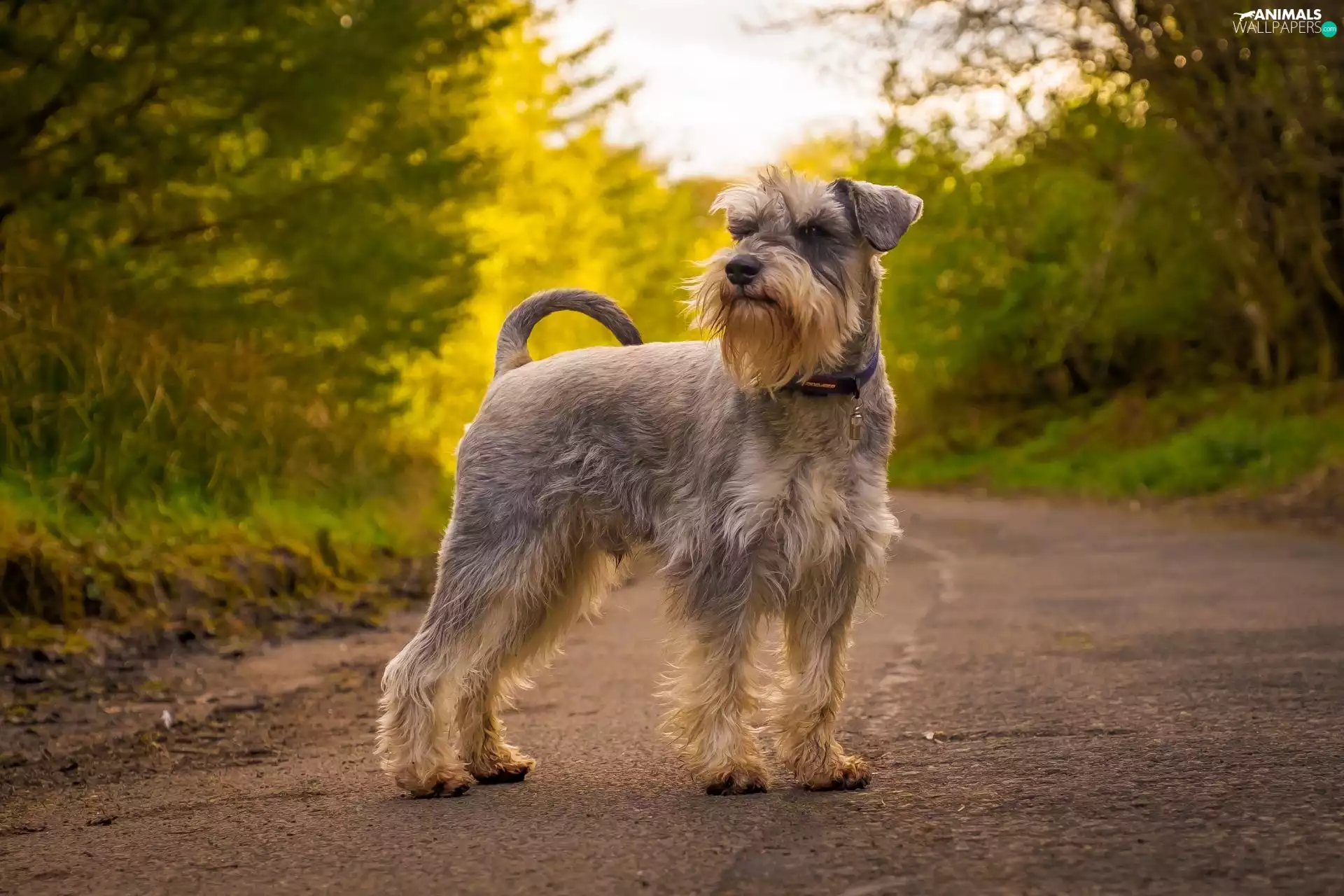trees, viewes, Schnauzer, Way, dog