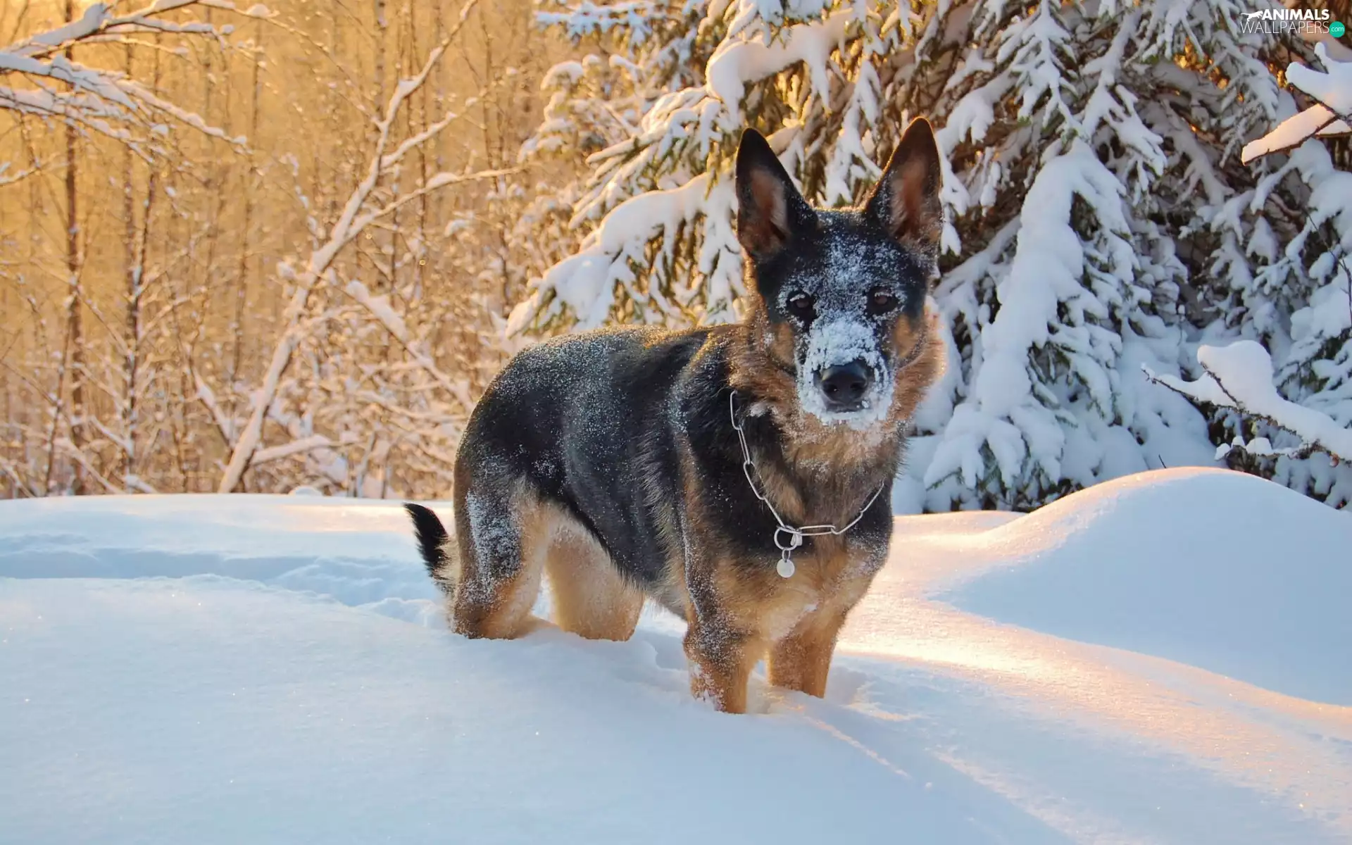 snow, winter, trees, viewes, German Shepherd
