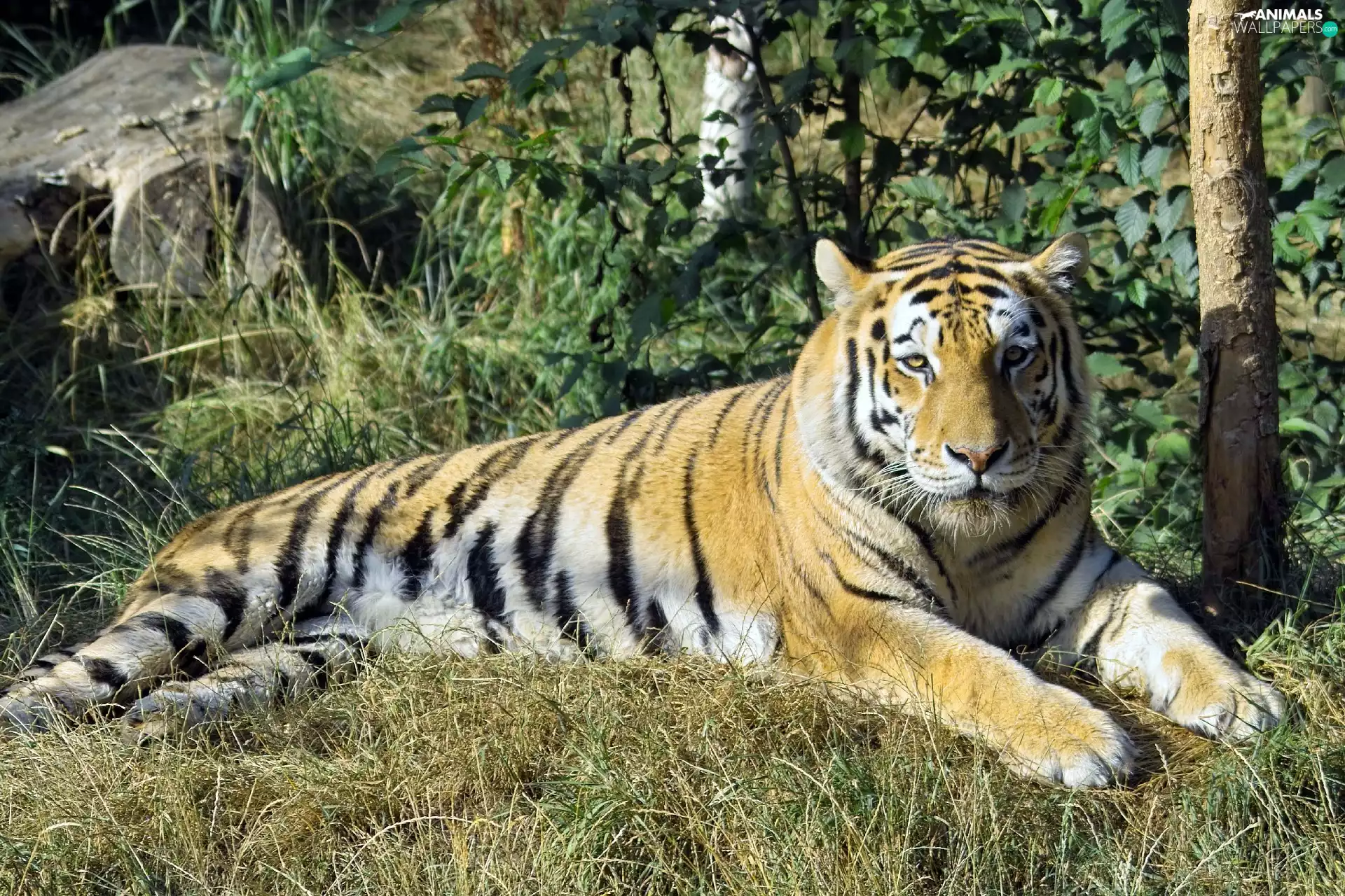 trees, viewes, siberian, grass, tiger