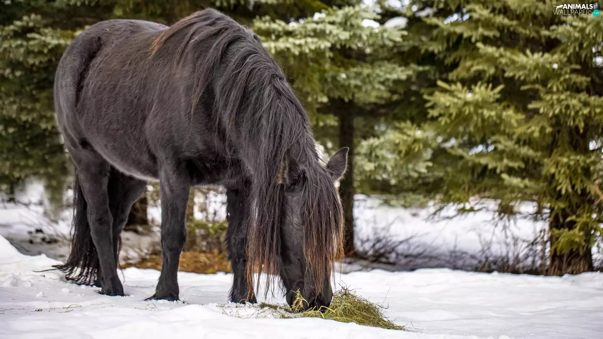 trees, viewes, snow, Hay, Horse