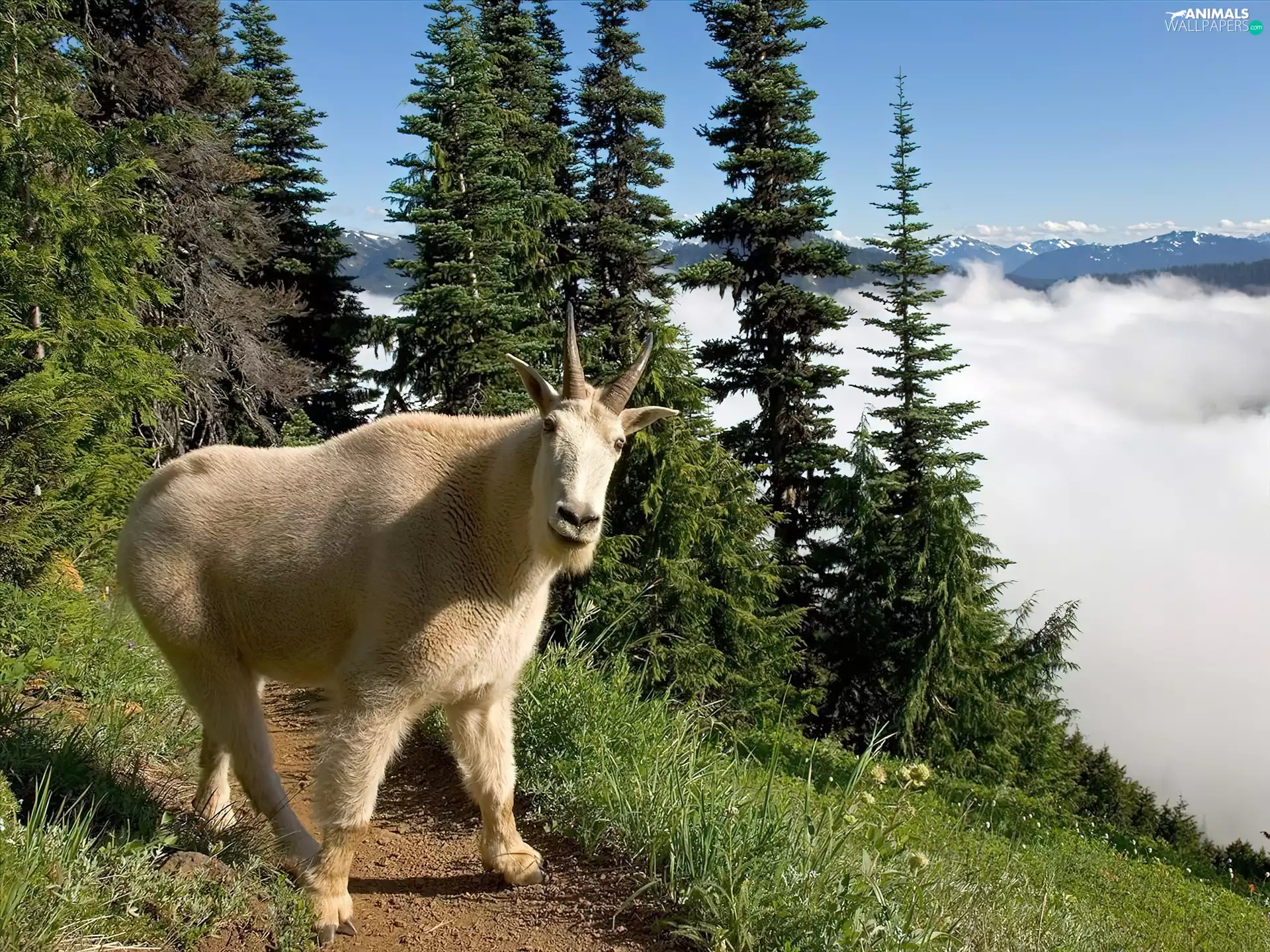 Mountains, goat, trees, viewes, Fog, snowy