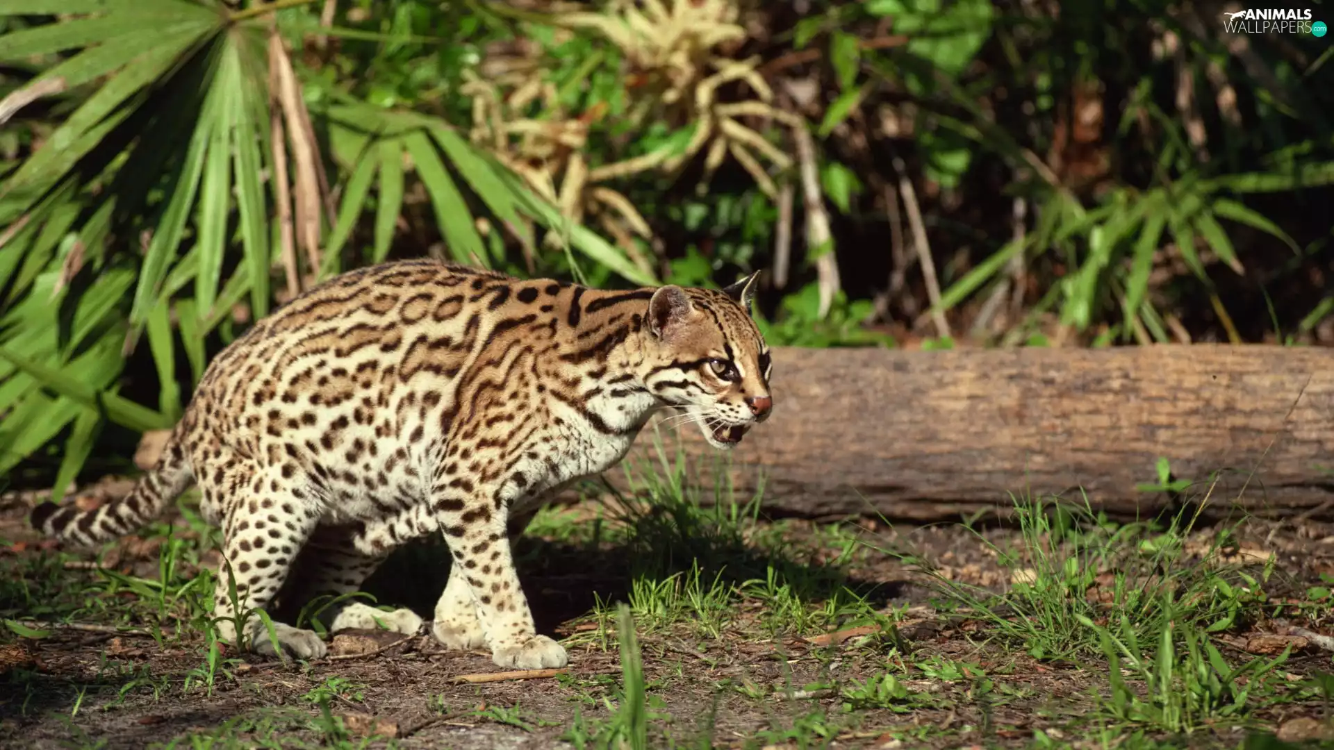 trees, viewes, Stealth, trunk, ocelot