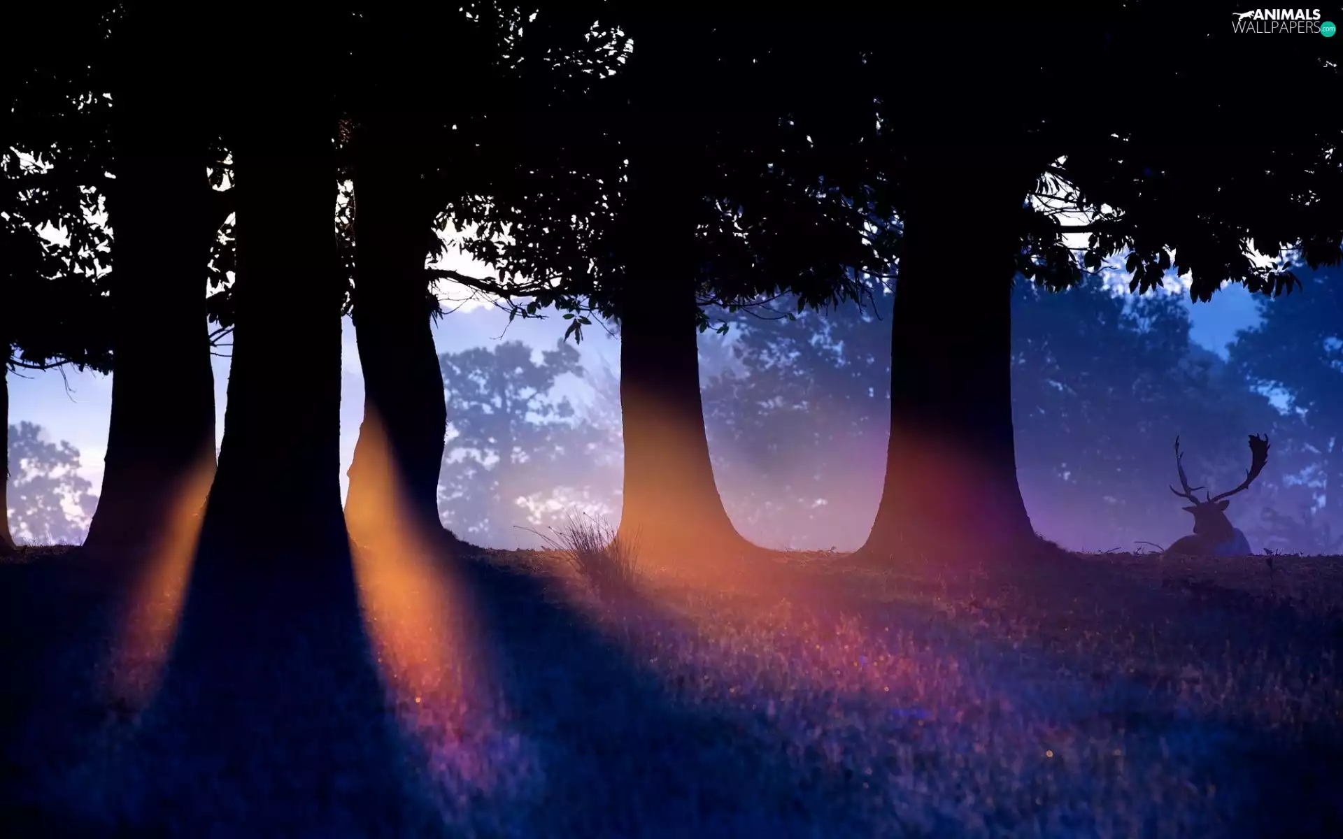 viewes, trees, Fog, Przebijające, luminosity, deer, sun, flash, ligh