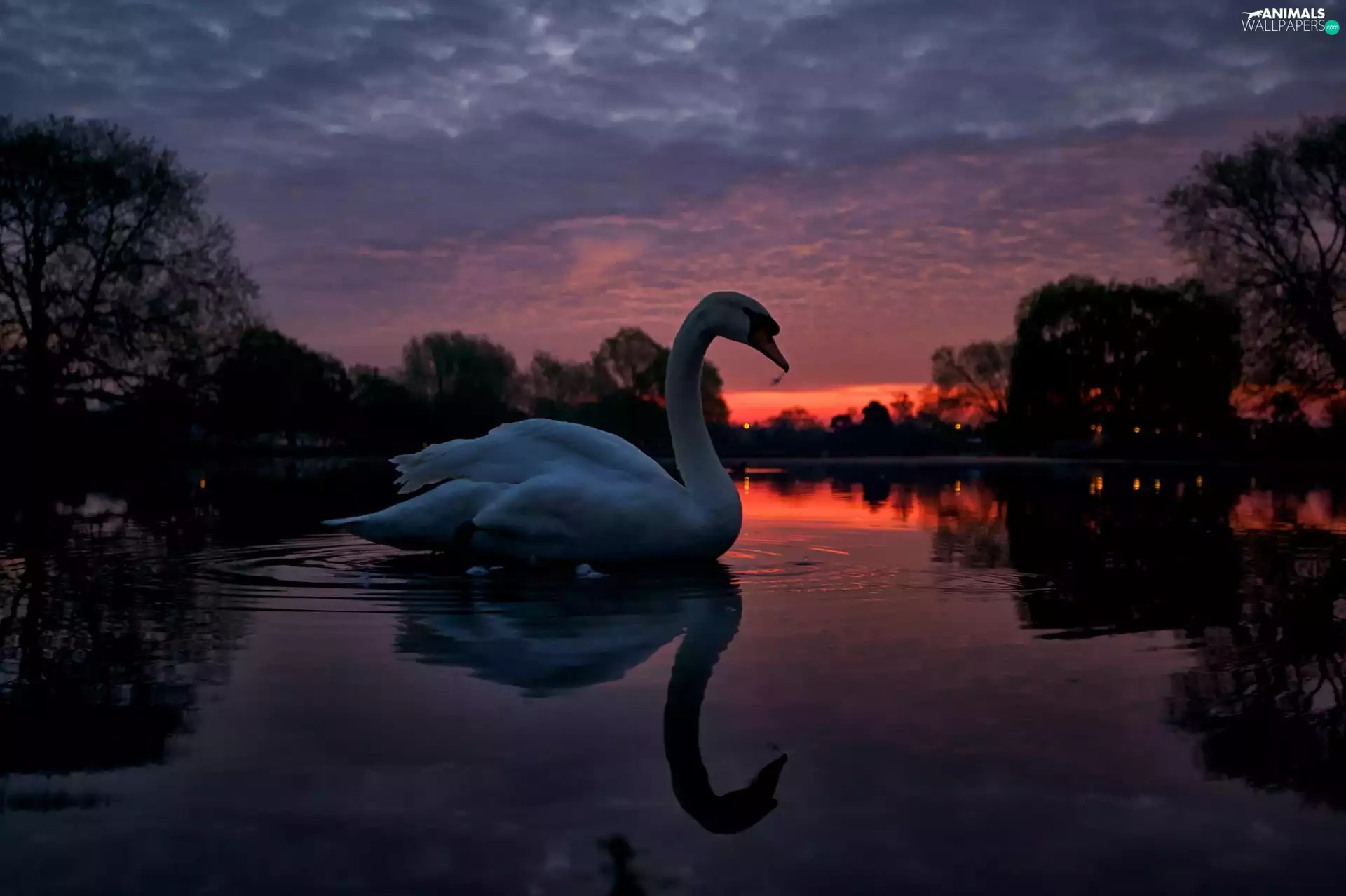 lake, west, trees, viewes, Swans, sun