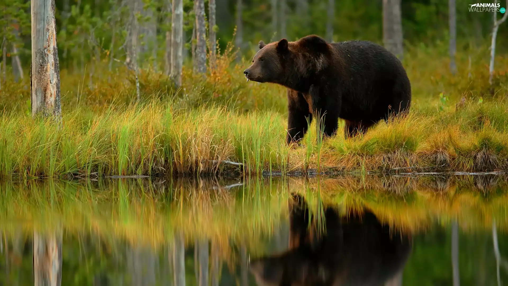 viewes, River, reflection, coast, Brown bear, trees, forest, rushes