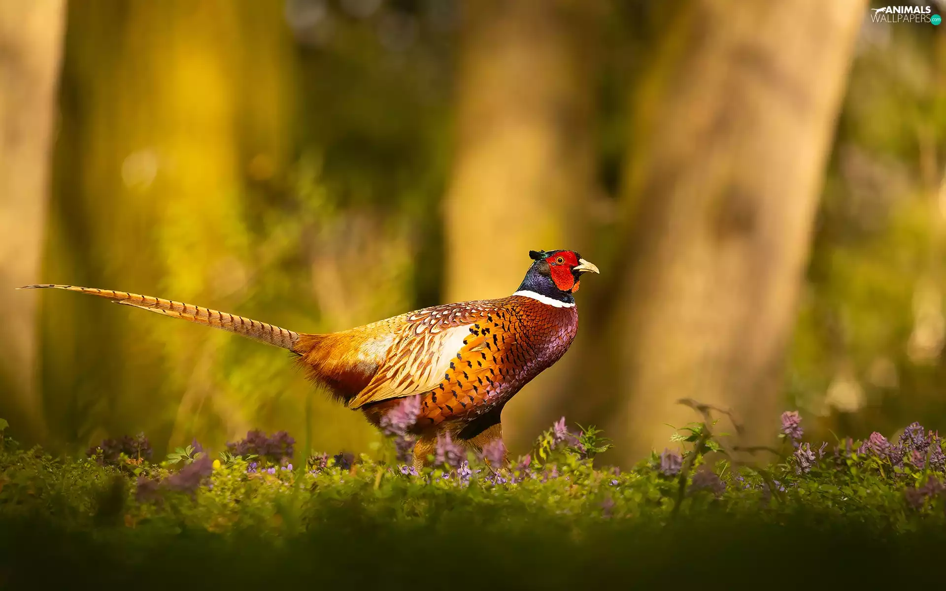 Flowers, Bird, trees, viewes, fuzzy, Common Pheasant