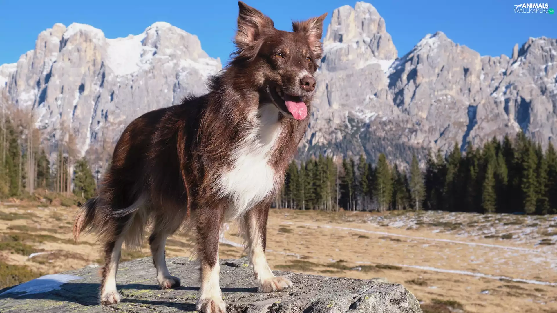 Stone, dog, trees, viewes, Mountains, Australian Shepherd