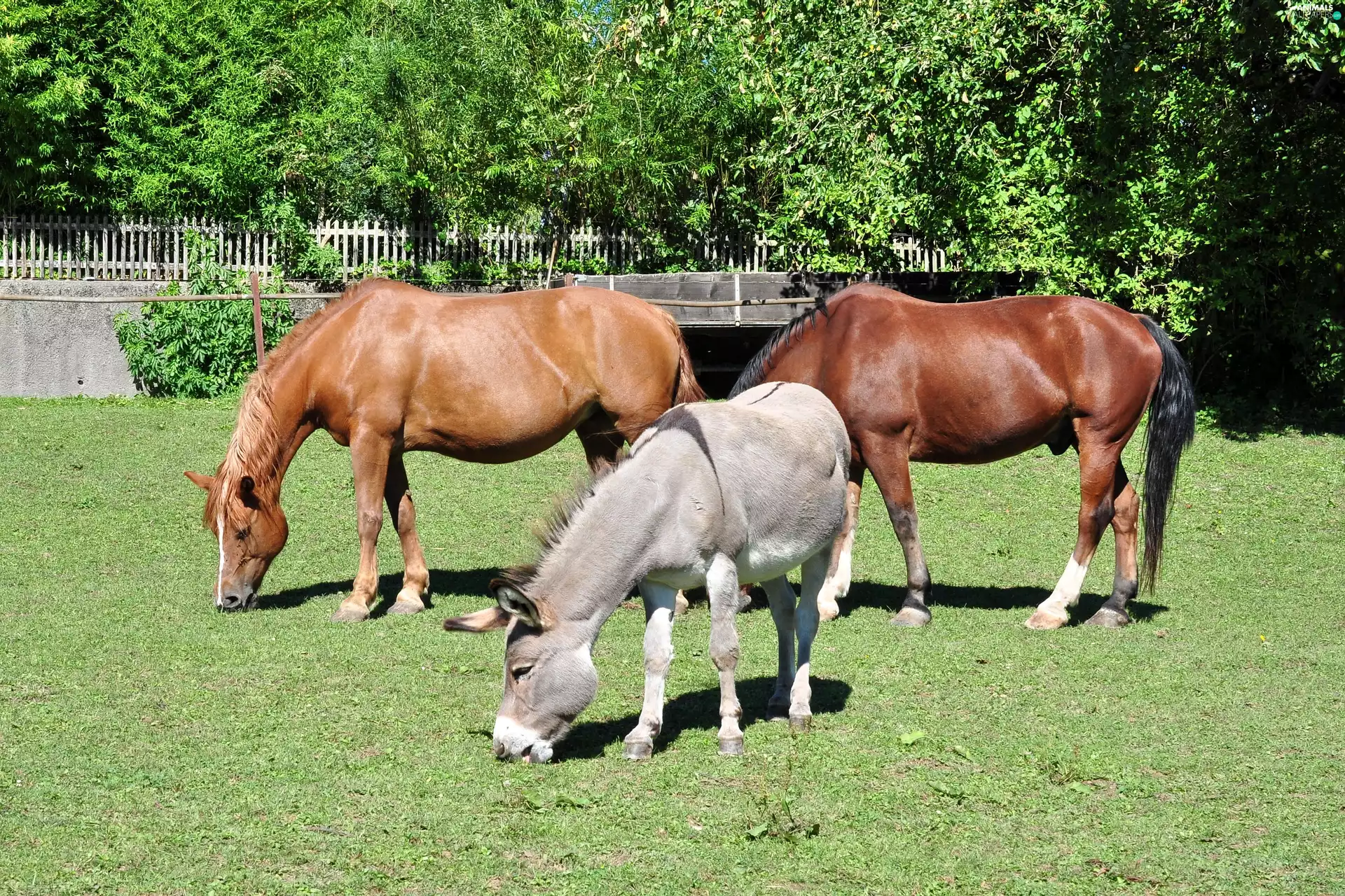bloodstock, Donkey, trees, viewes, Meadow, Two cars