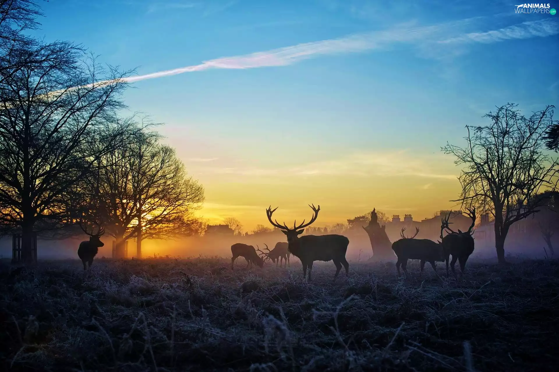 Deer, east, trees, viewes, White frost, sun