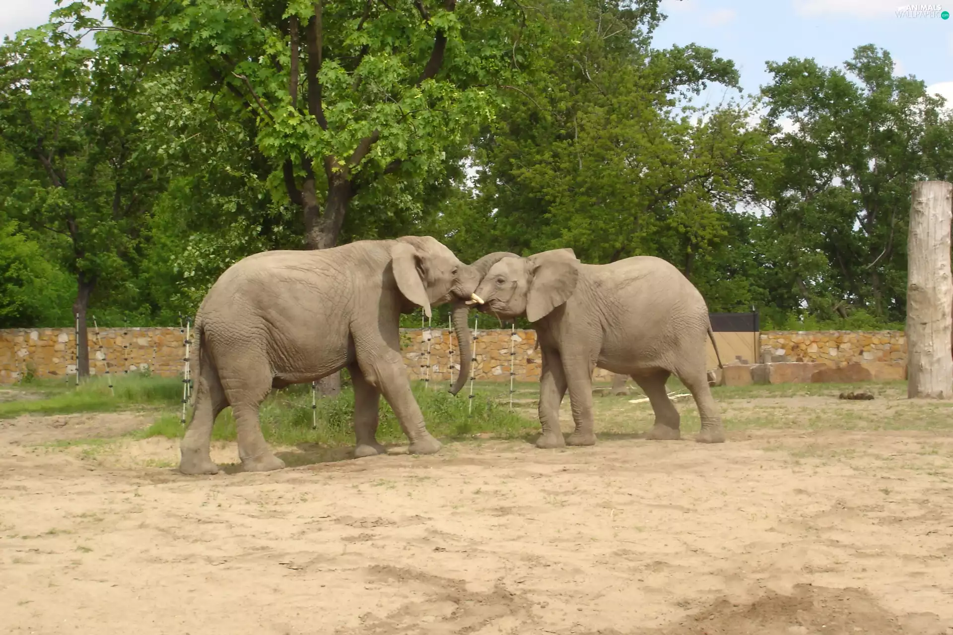 viewes, Elephants, trees