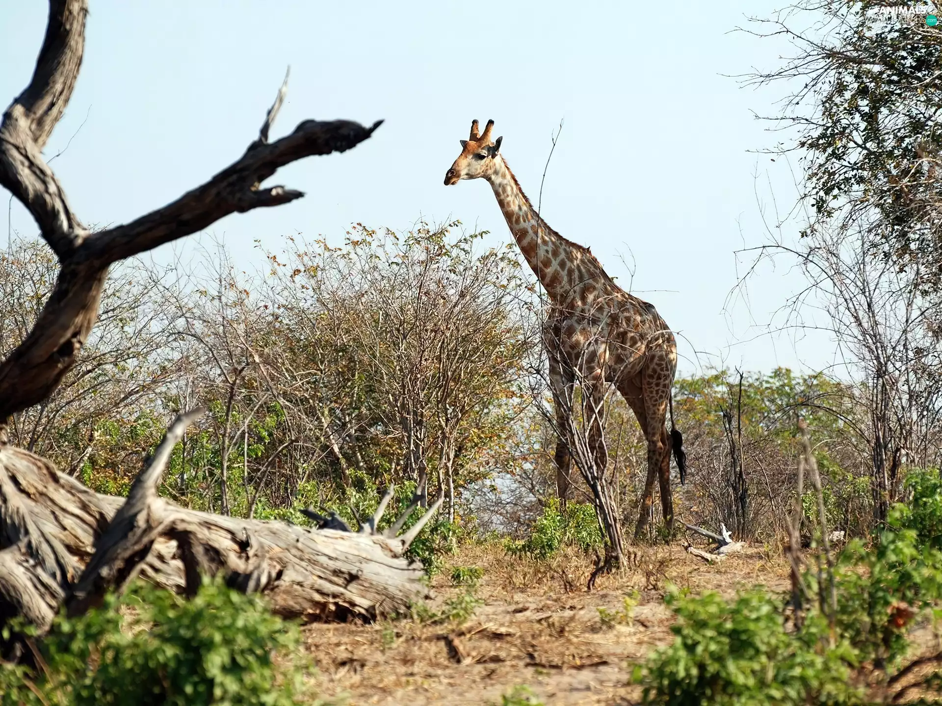 viewes, giraffe, trees