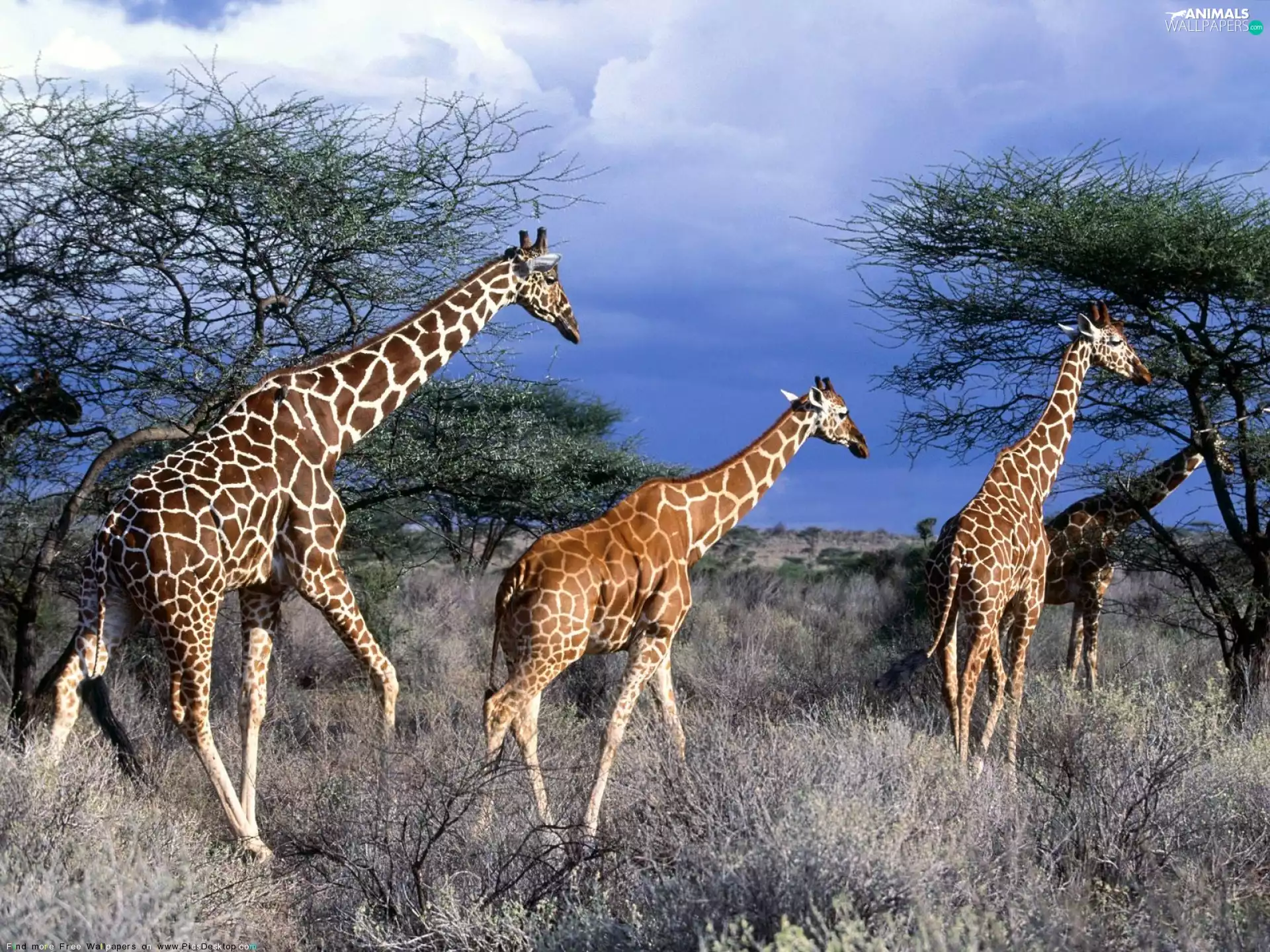 viewes, giraffe, trees