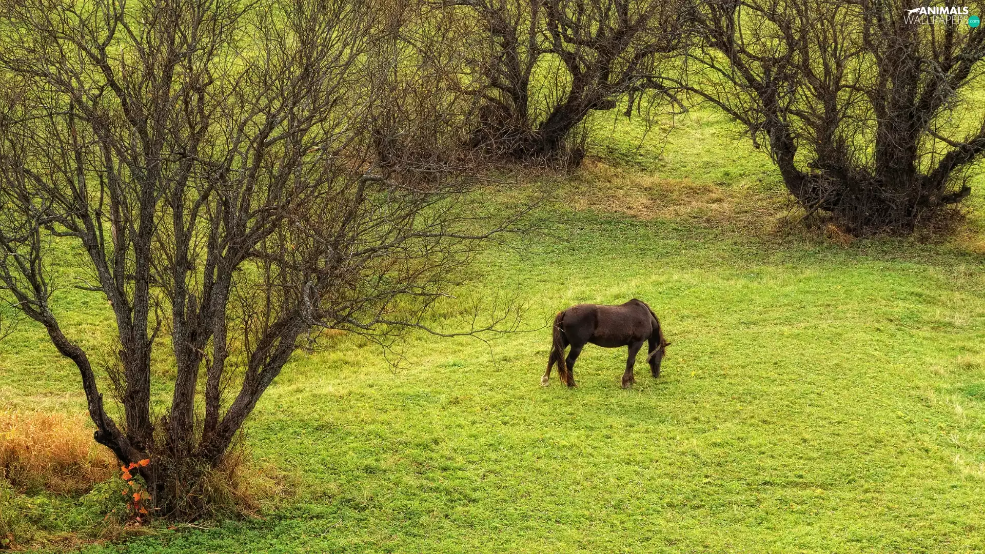 trees, Meadow, Horse, viewes