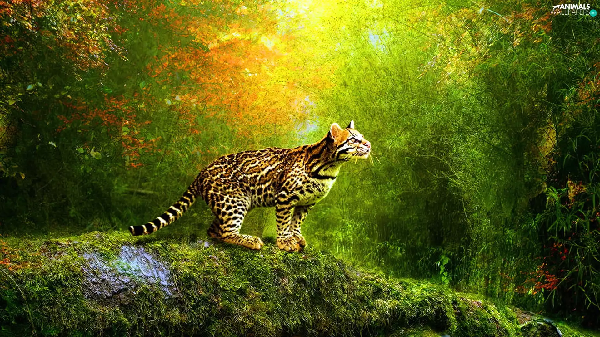 viewes, Leopards, trees